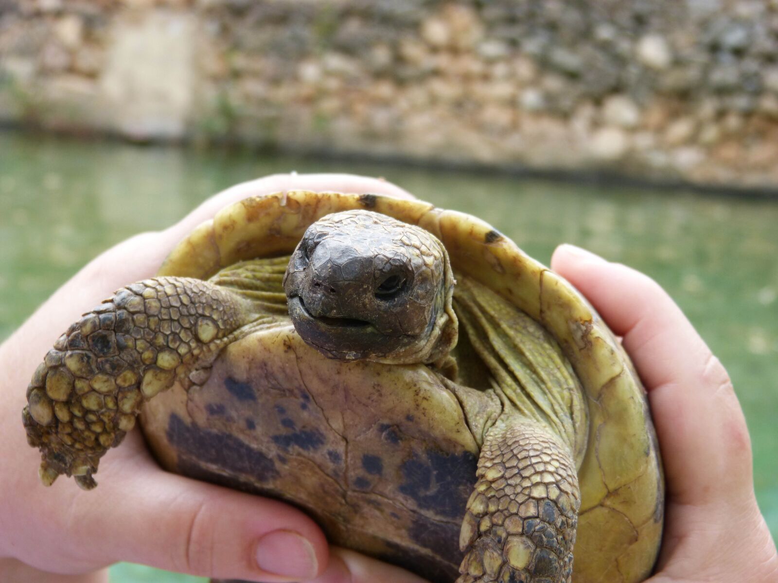 Panasonic DMC-FZ62 sample photo. Mediterranean tortoise, priorat, montsant photography