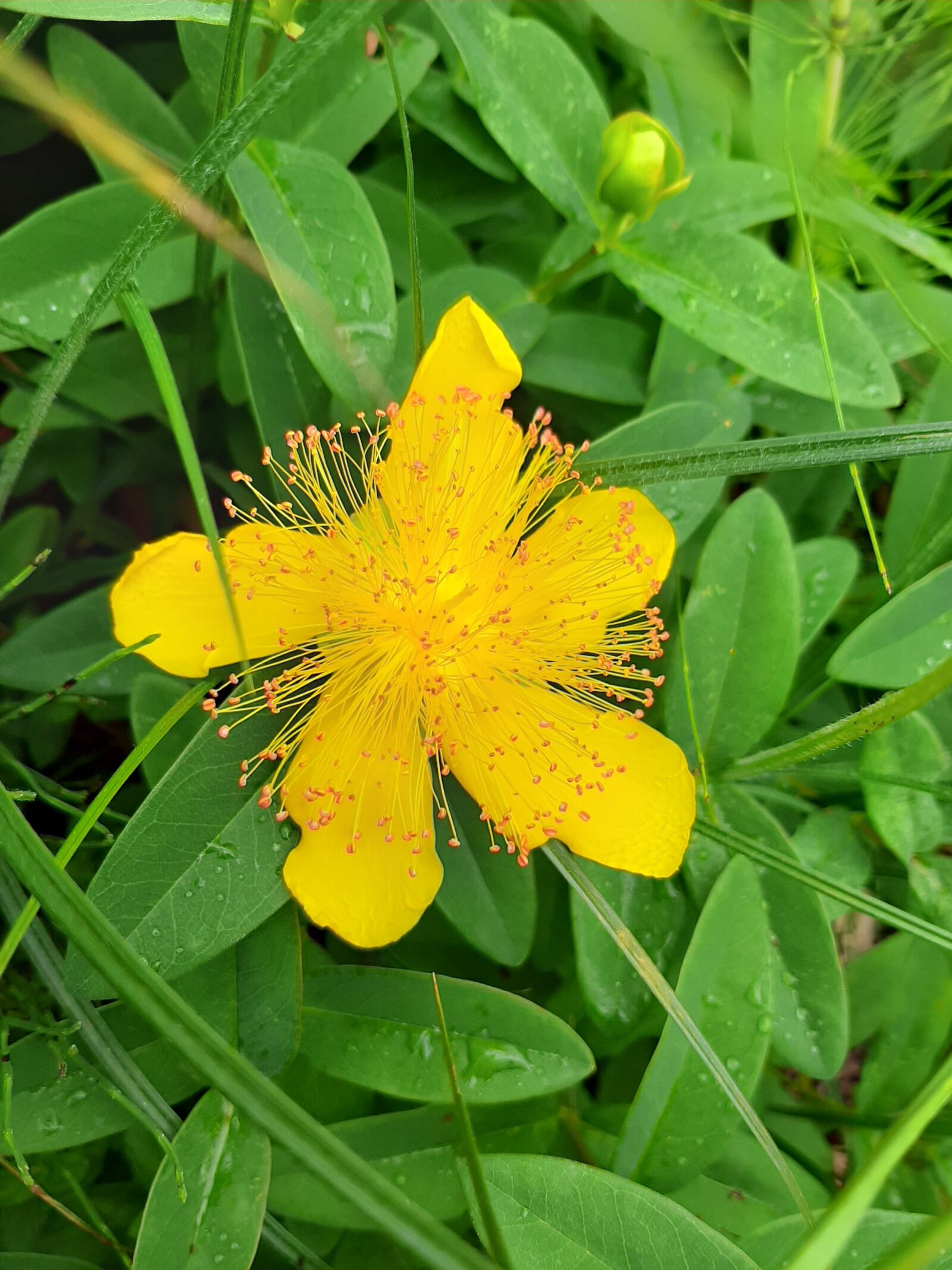 Samsung Galaxy A50 sample photo. Flower, nature, spring photography