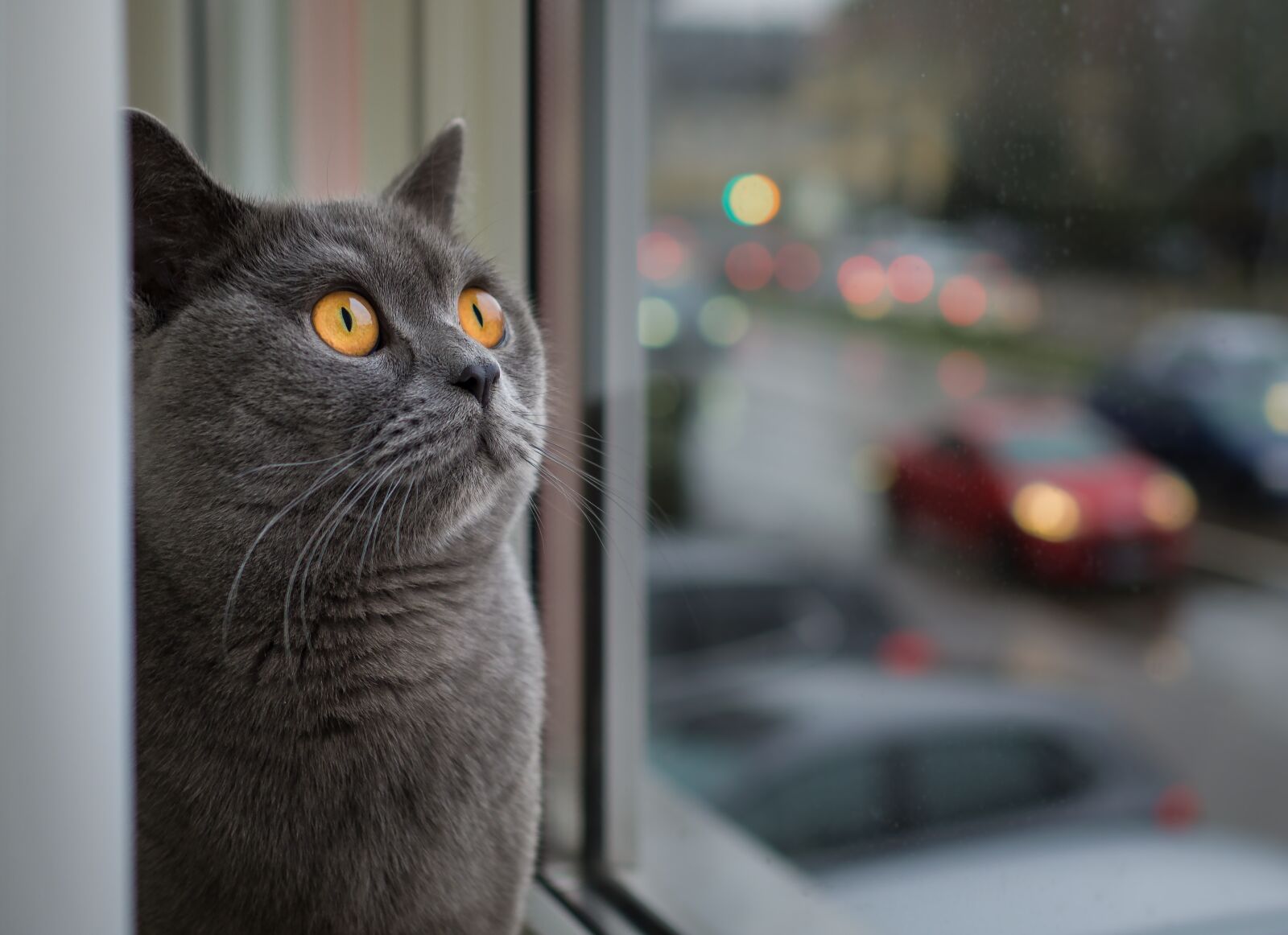Olympus OM-D E-M10 + Olympus M.Zuiko Digital 25mm F1.8 sample photo. Cat, portrait, animal photography