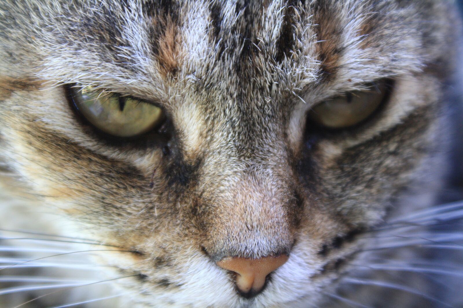 Canon EOS 1000D (EOS Digital Rebel XS / EOS Kiss F) sample photo. Cat, animal, mammal photography