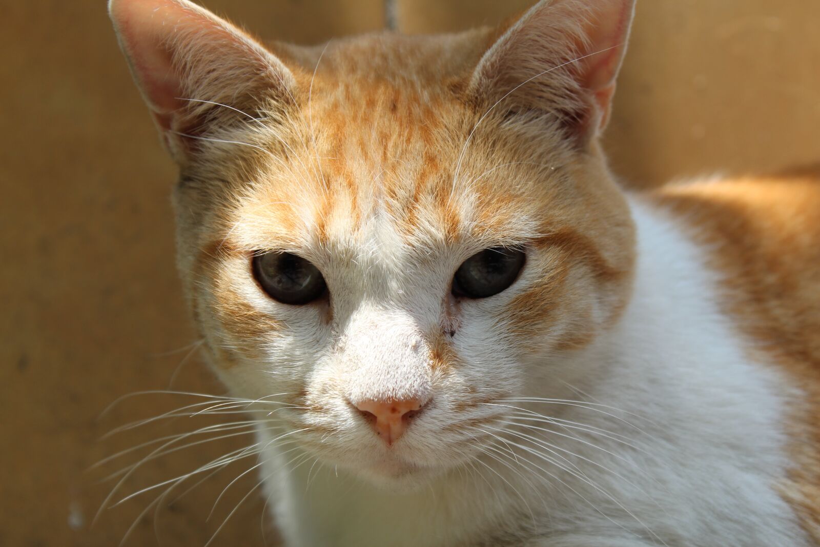 Canon EOS 1300D (EOS Rebel T6 / EOS Kiss X80) sample photo. Cat, eyes, house photography
