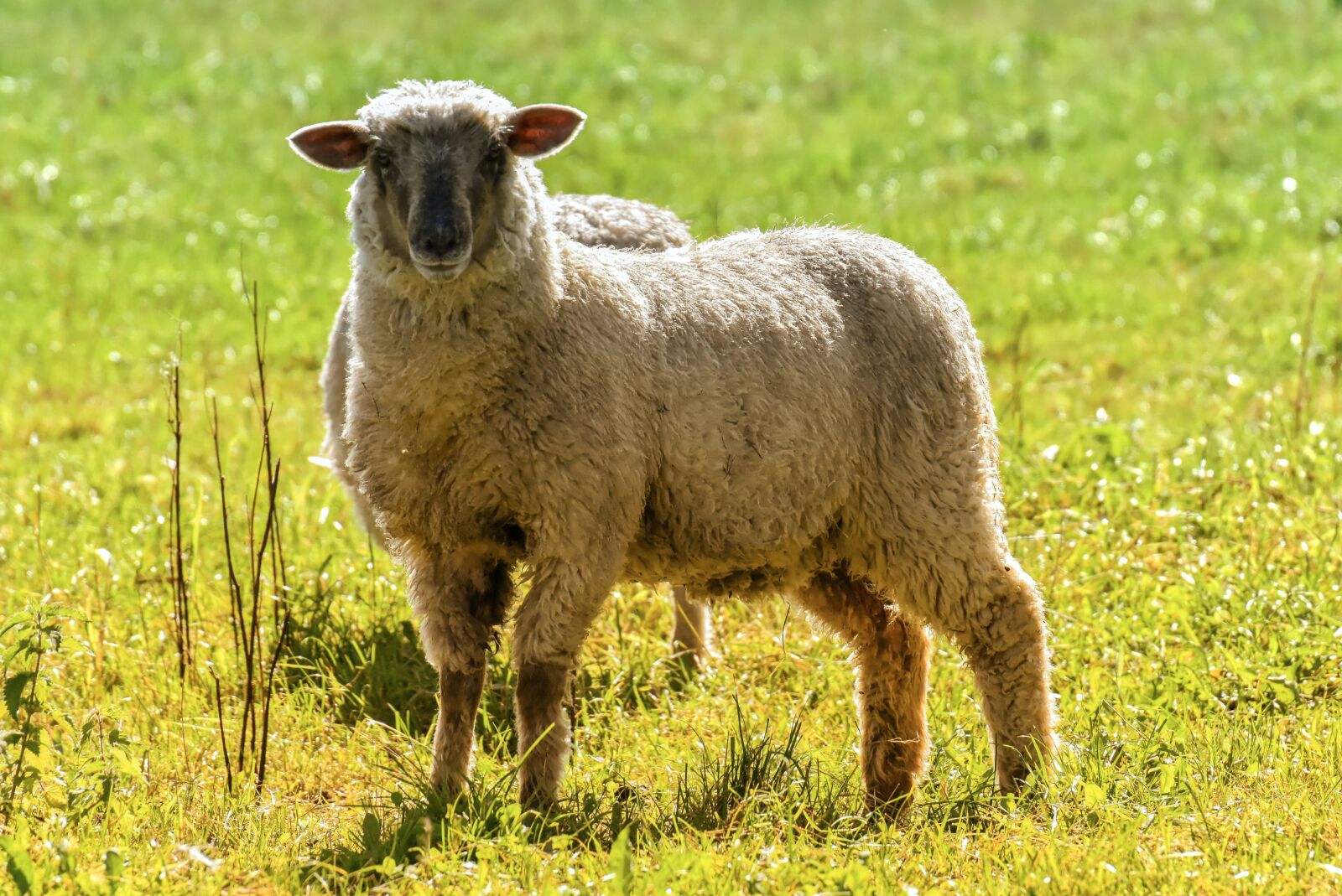 Nikon D7200 sample photo. Sheep, farm, animal photography