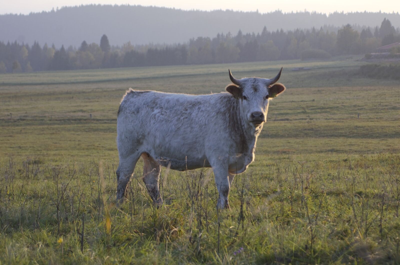 Nikon D7000 sample photo. Cow, white, nature photography