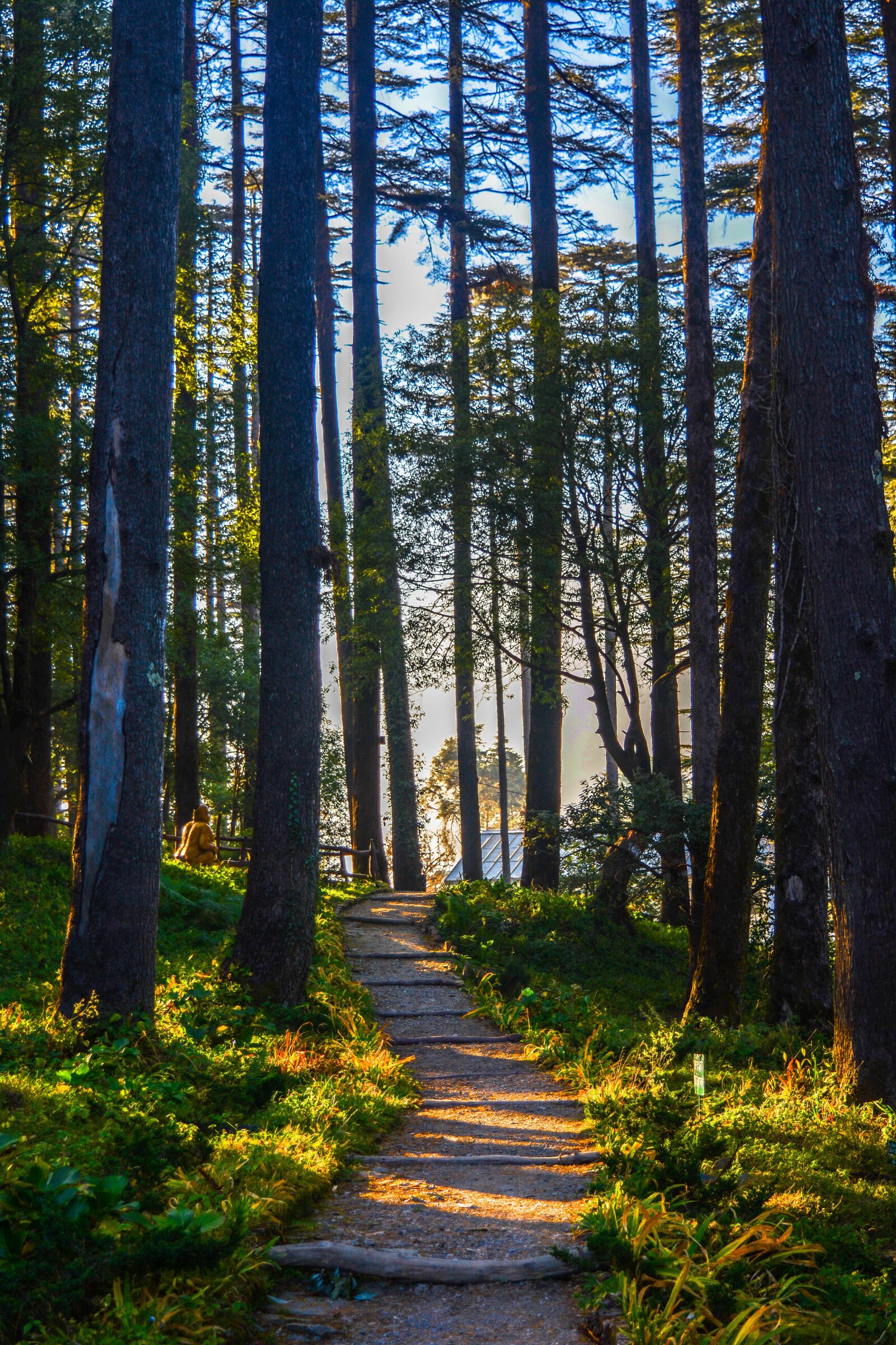 Nikon D5200 sample photo. Wood, nature, tree photography