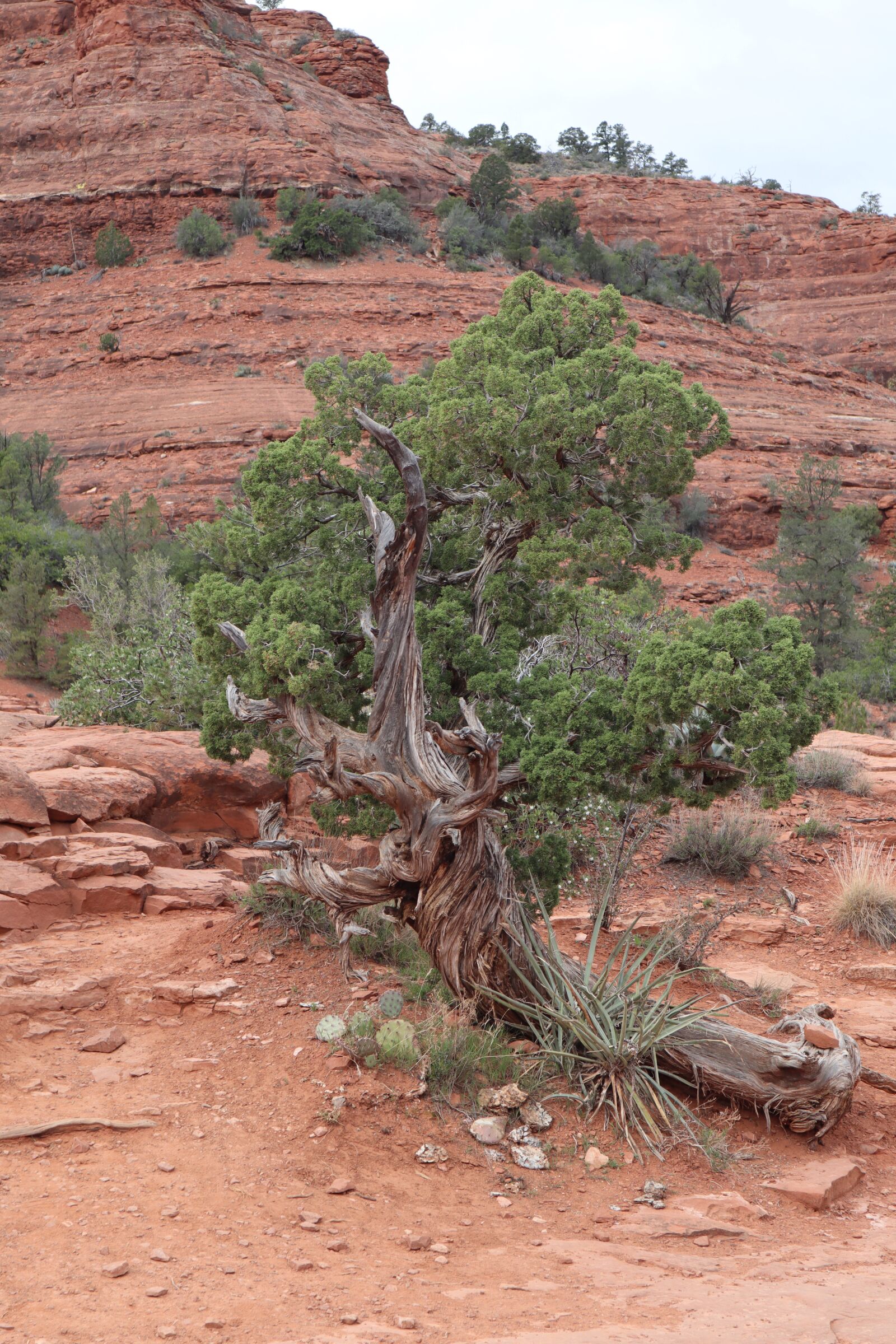 Canon EF-M 15-45mm F3.5-6.3 IS STM sample photo. Grand canyon, landscape, arizona photography