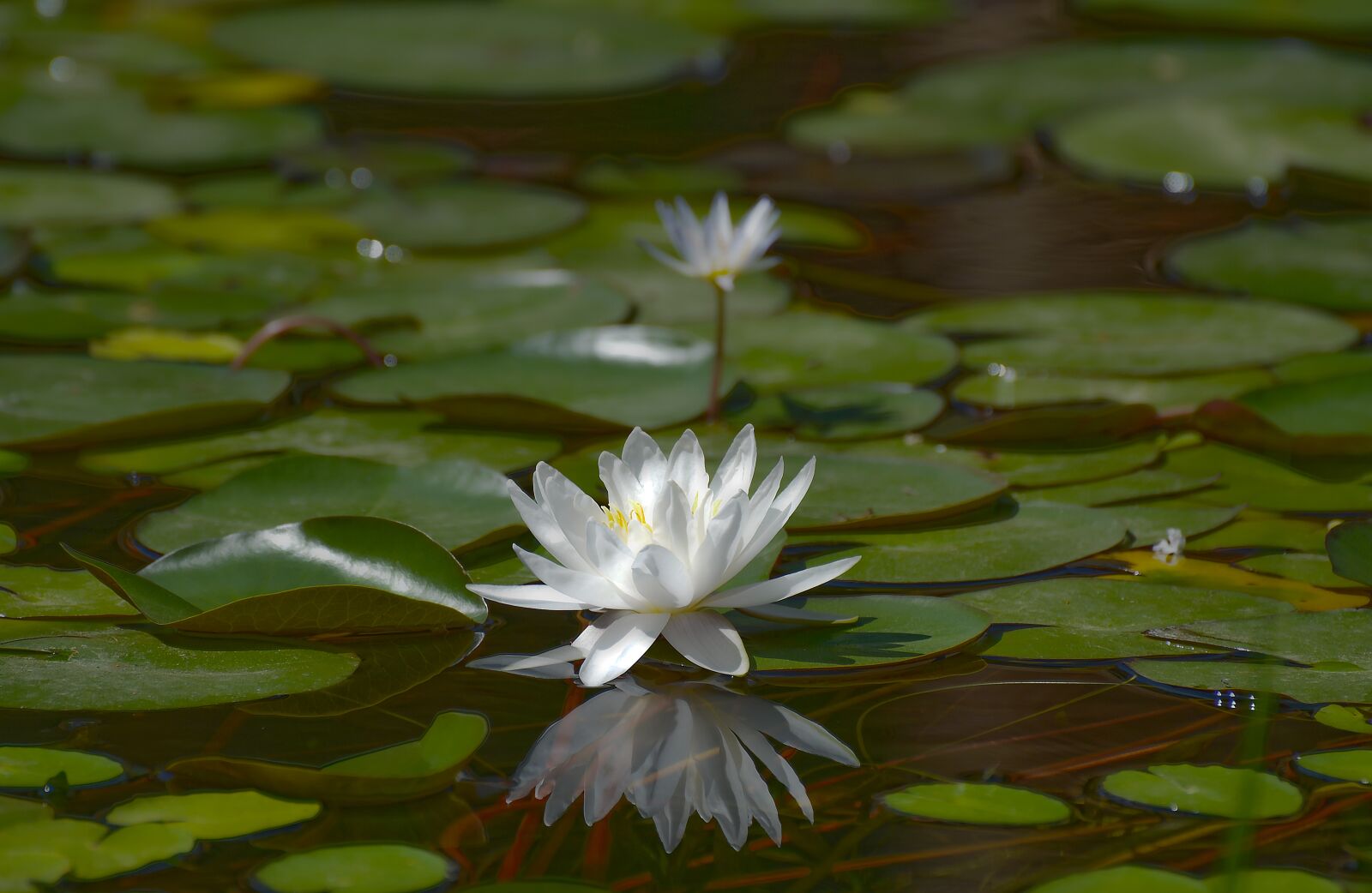 Nikon D7000 sample photo. Pool, lotus, lily photography