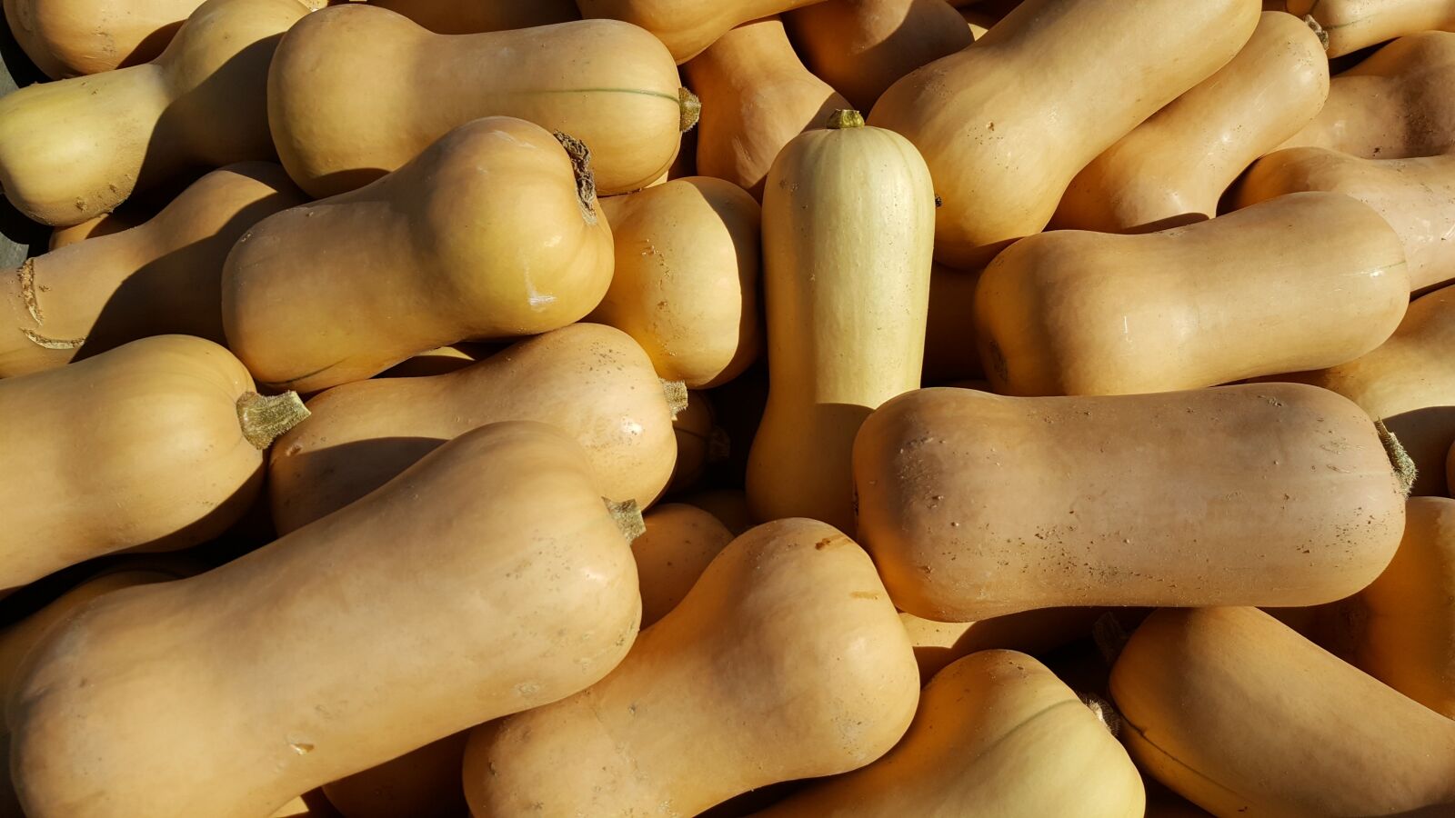 Samsung Galaxy S6 sample photo. Butternut, pumpkin, squash photography