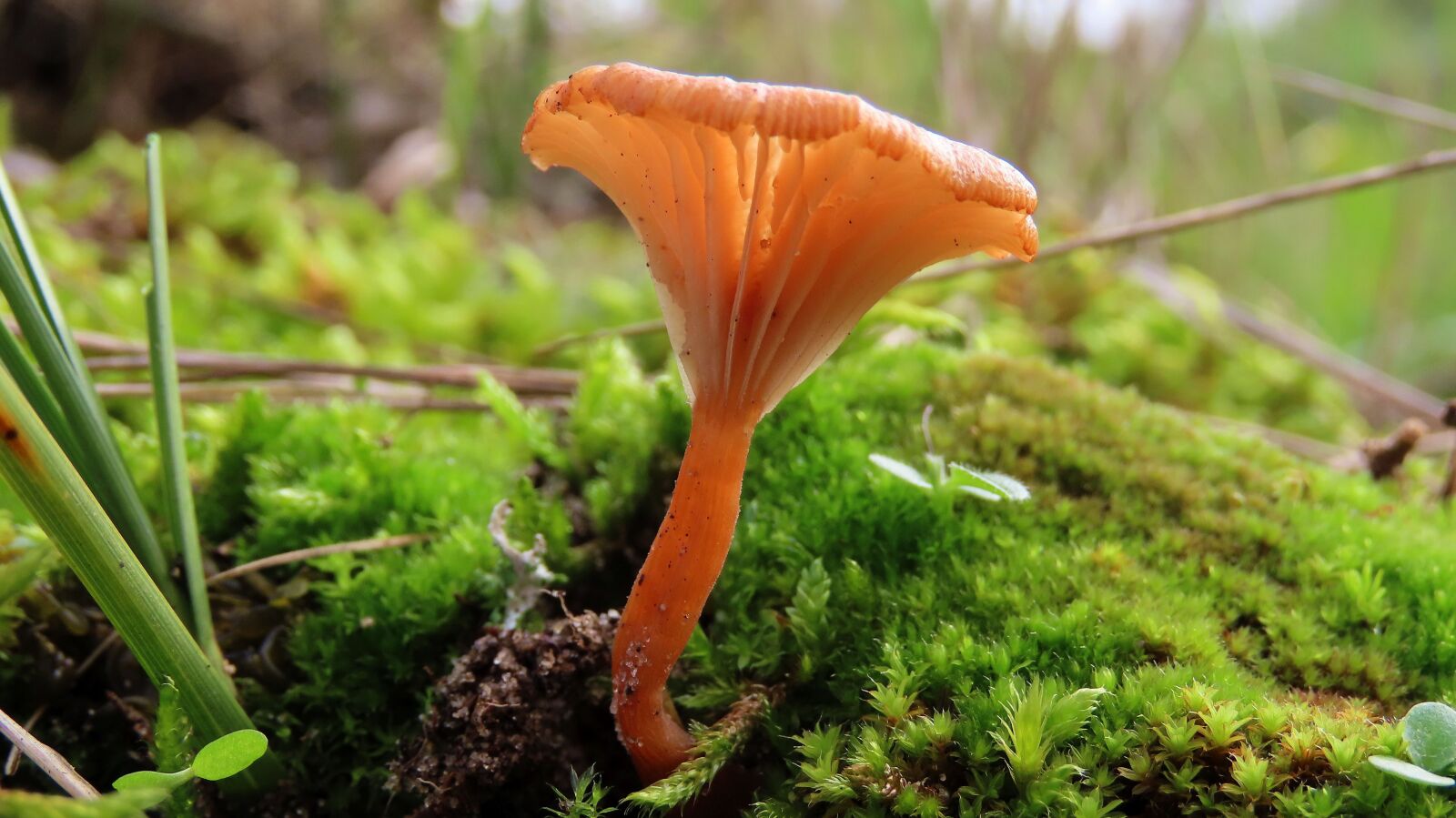 Canon PowerShot SX70 HS sample photo. Fungi, mushroom, ground photography