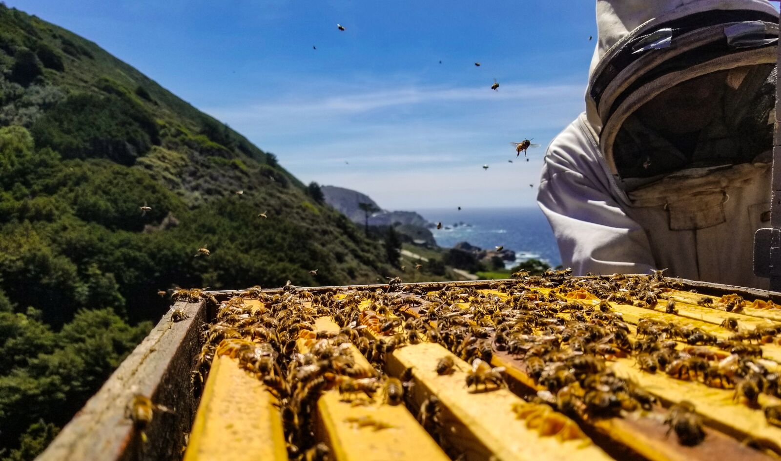 Samsung Galaxy S8 sample photo. Bees, big sur, honey photography