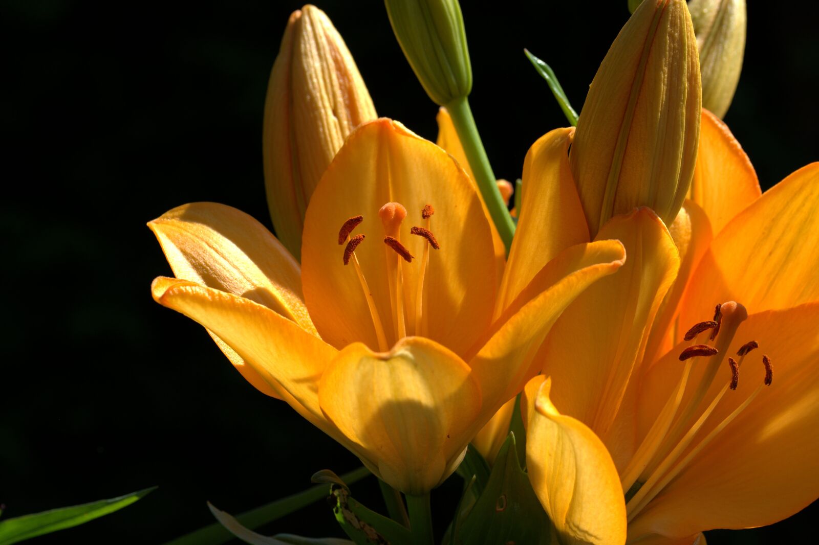Nikon D5200 sample photo. Lily, zwiebelpflanze, ornamental plant photography
