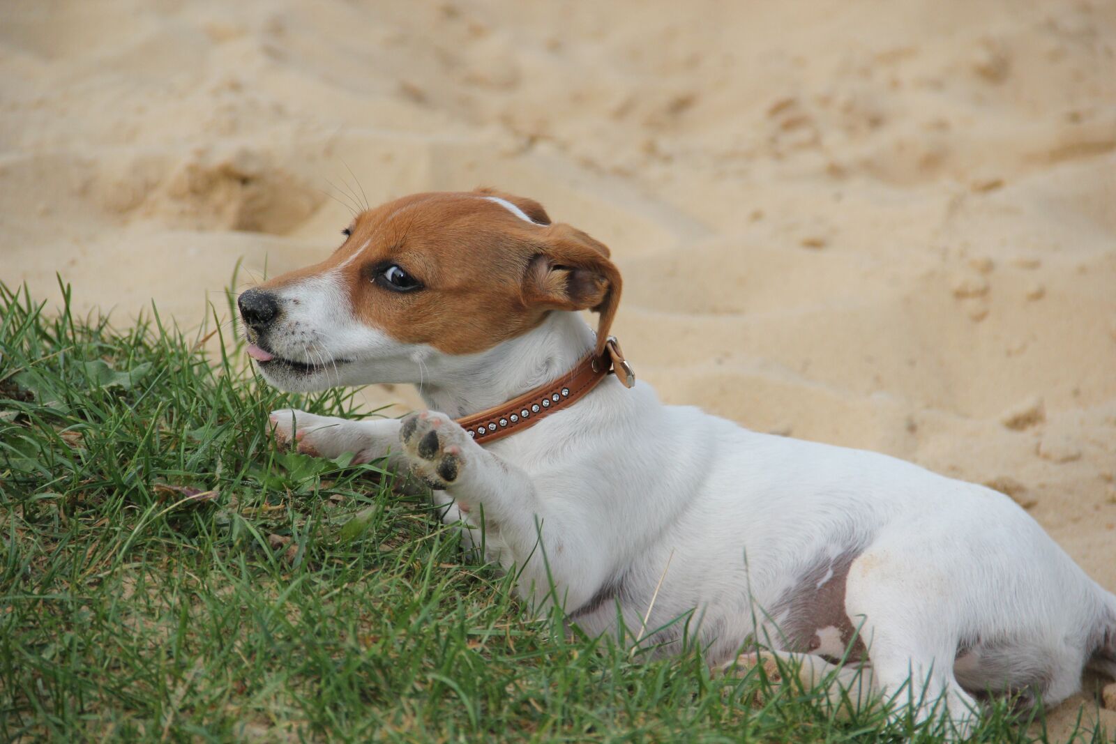 Canon EOS 550D (EOS Rebel T2i / EOS Kiss X4) sample photo. Hello, played enough, jackrussel photography