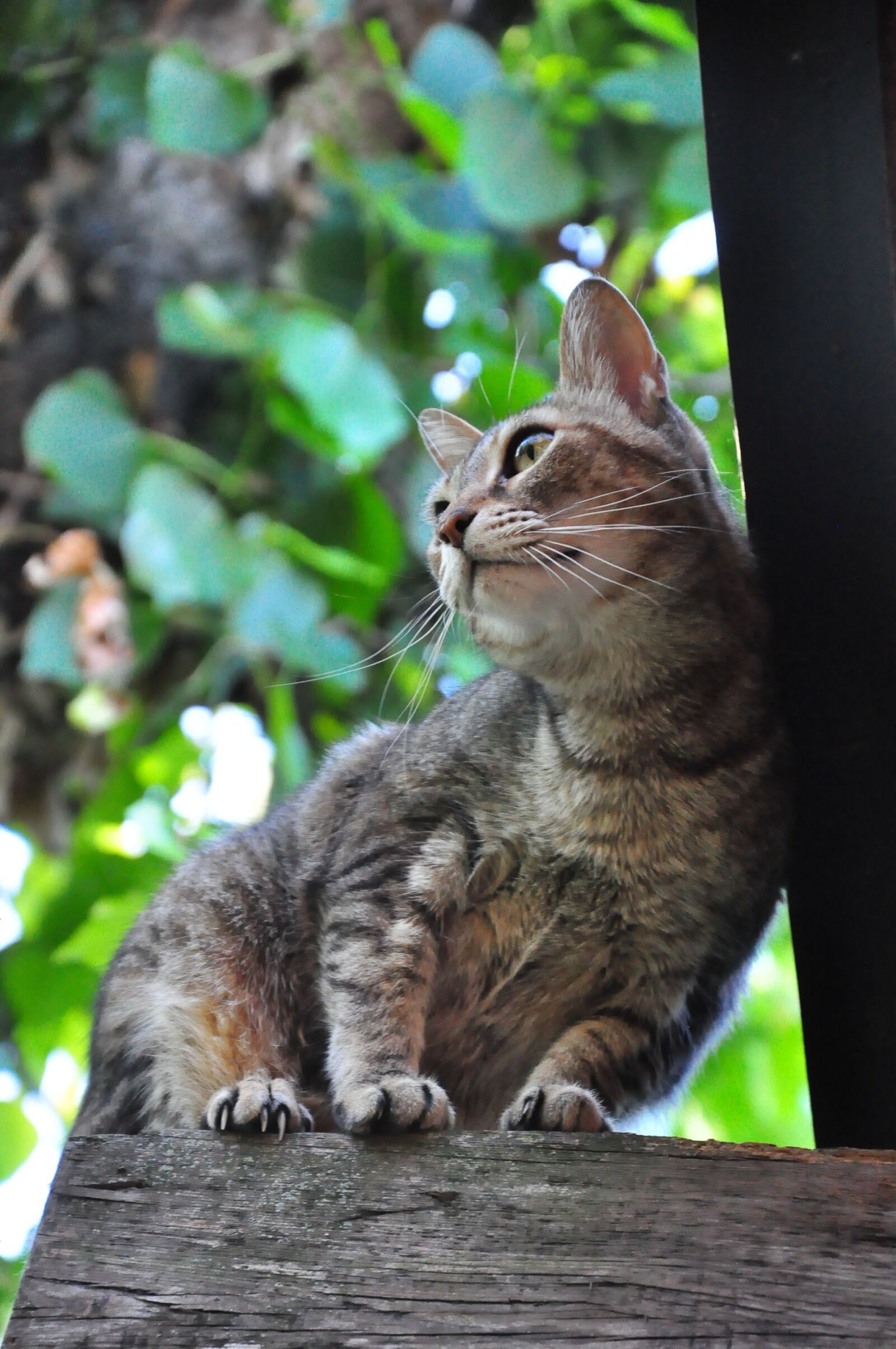 Nikon D90 sample photo. Animalia, nice, cat photography