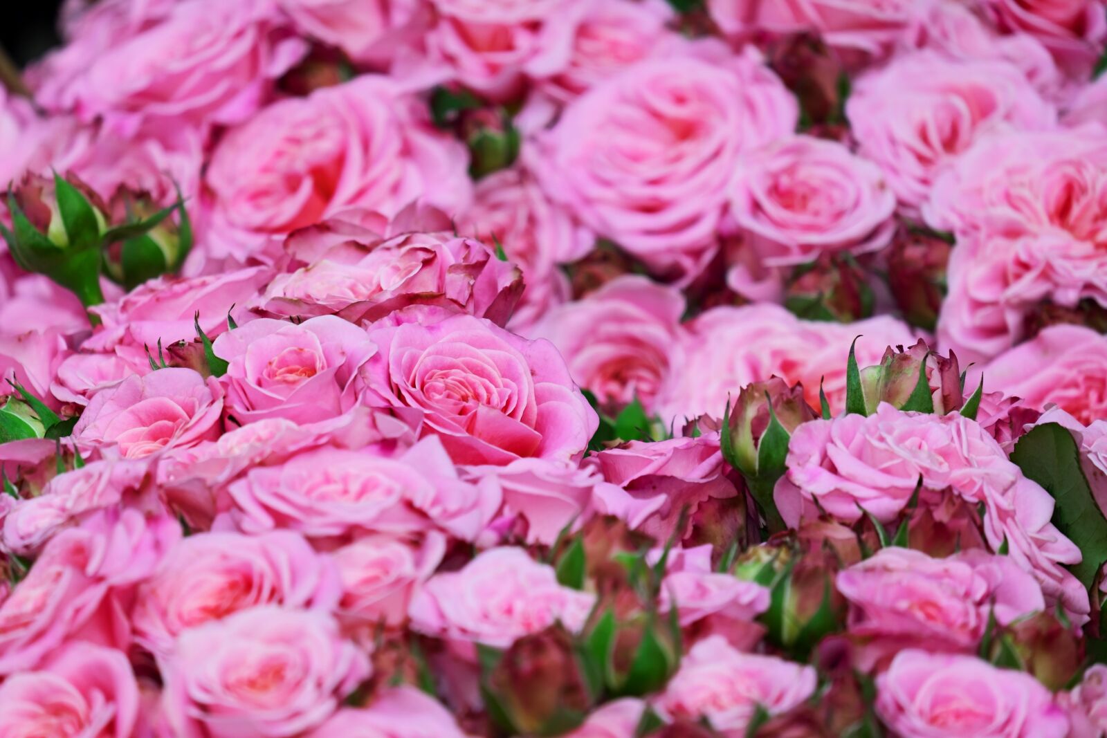 Fujifilm XF 55-200mm F3.5-4.8 R LM OIS sample photo. Roses, pink roses, blossom photography