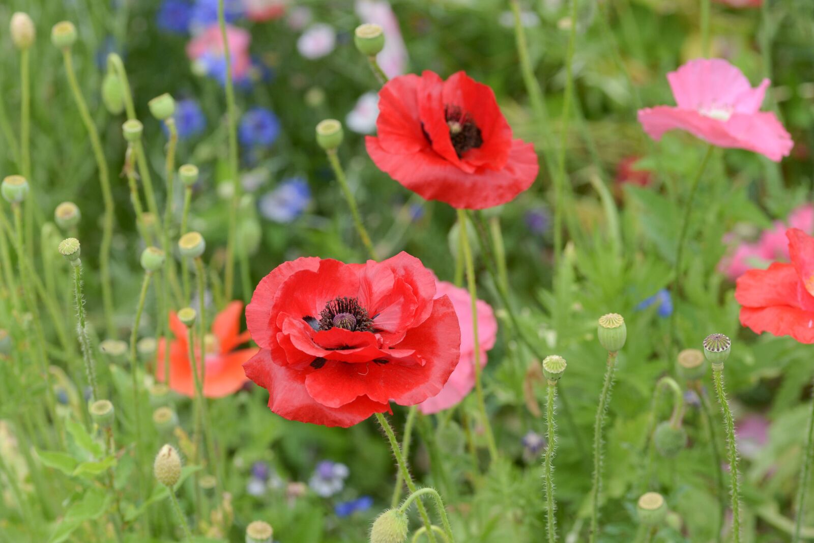 Nikon D600 sample photo. Flowers, ponceau, field photography