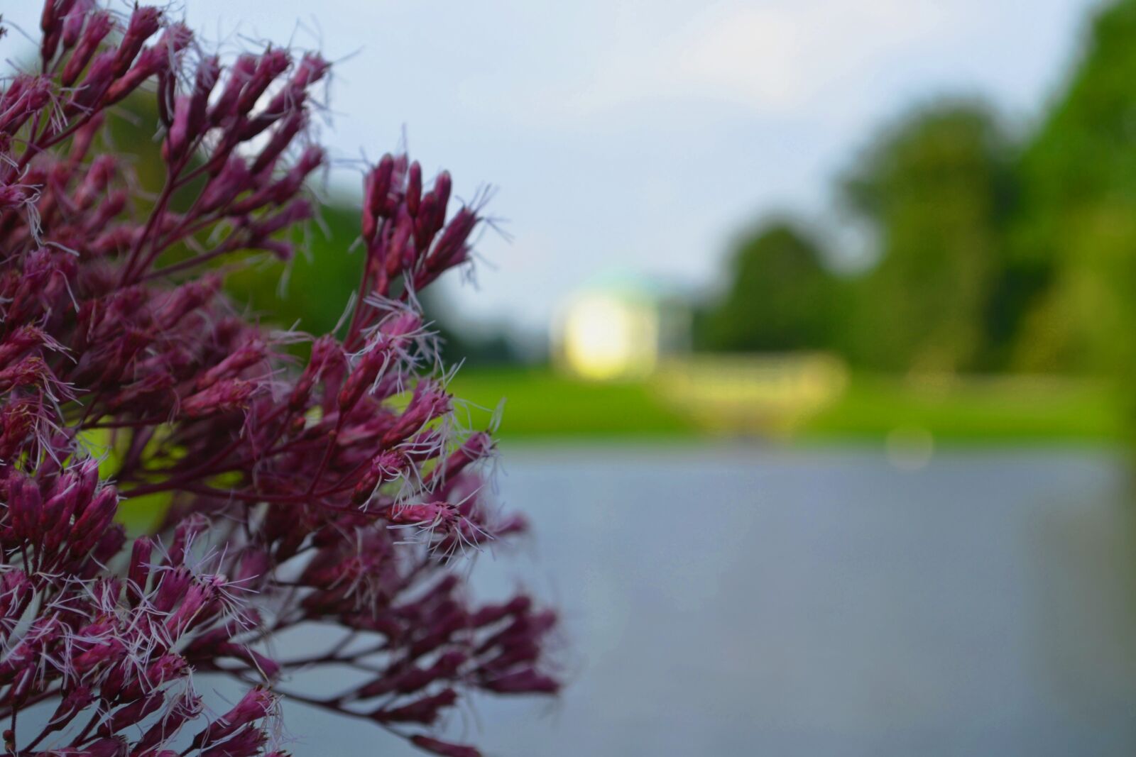 Nikon D3100 sample photo. Karlsaue, swan island, kassel photography