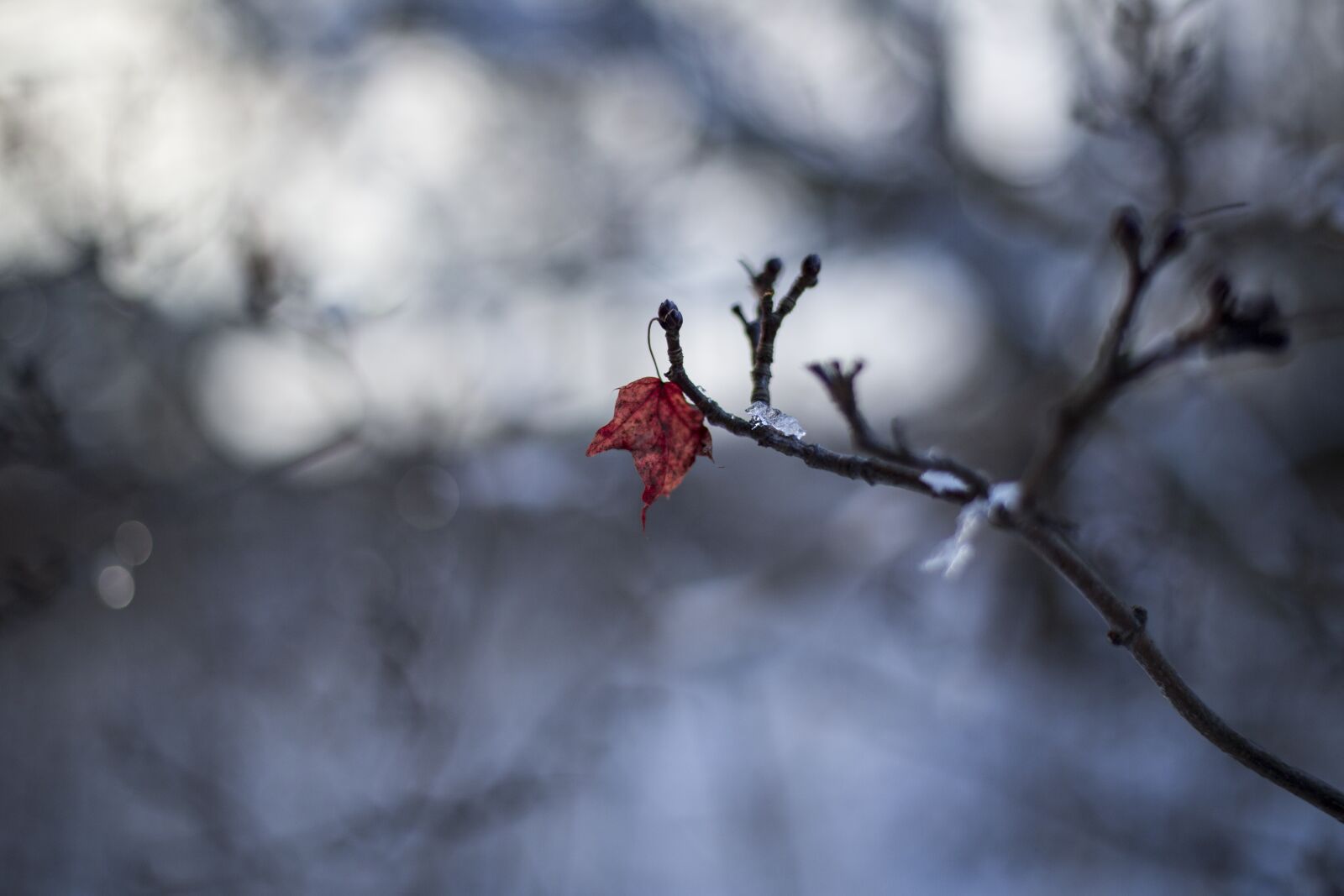 Canon EOS 6D + Canon EF 50mm F1.4 USM sample photo. Winter, nature, snow photography