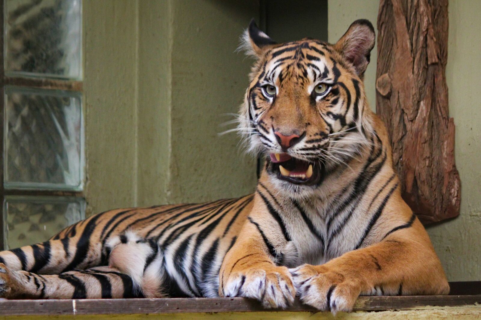 Canon EOS 550D (EOS Rebel T2i / EOS Kiss X4) sample photo. Tiger, beast, wild photography