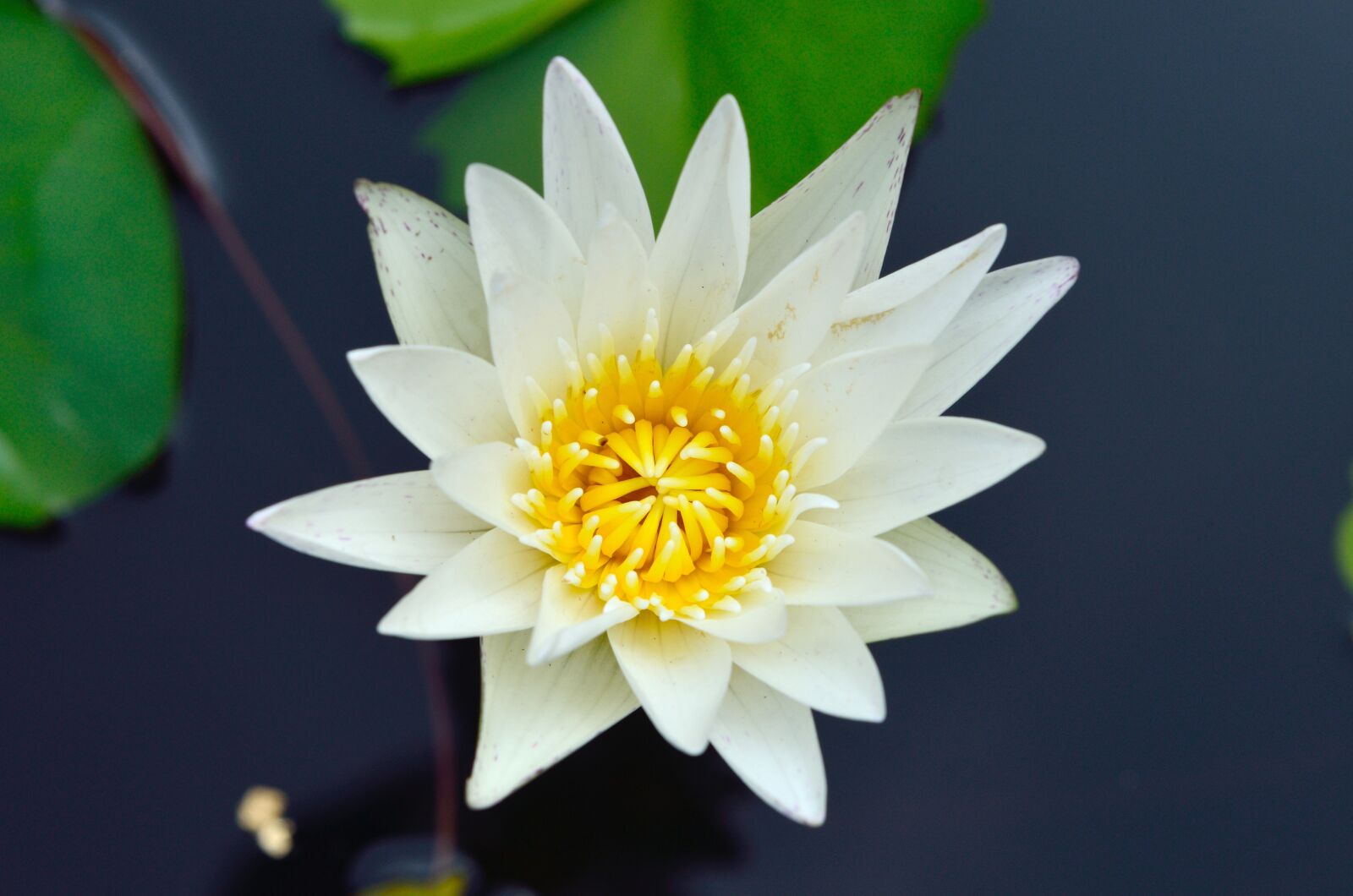 Nikon D7000 sample photo. Lotus, plant, pond photography