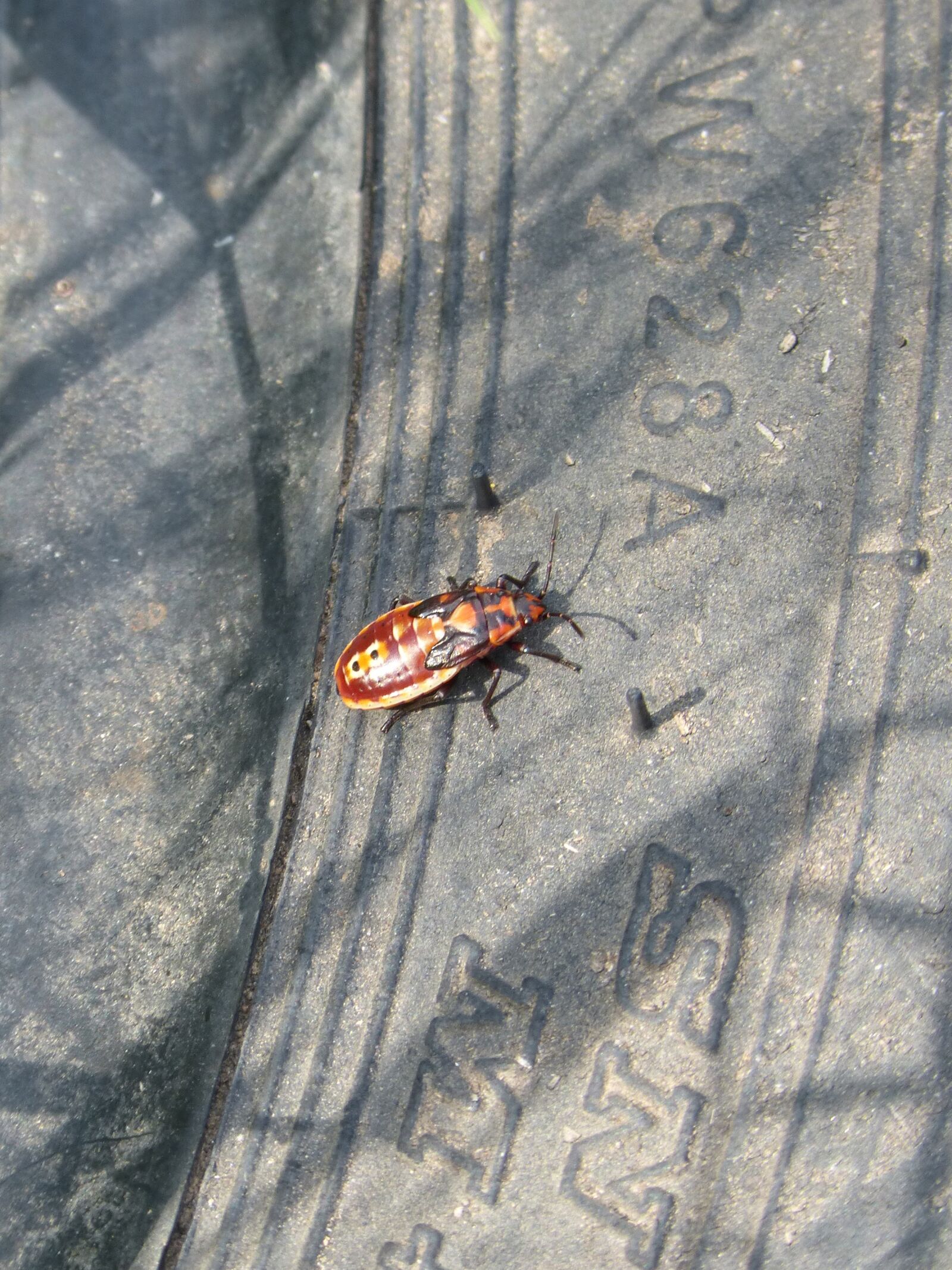 Panasonic DMC-FZ62 sample photo. Insect, bug, beetle photography