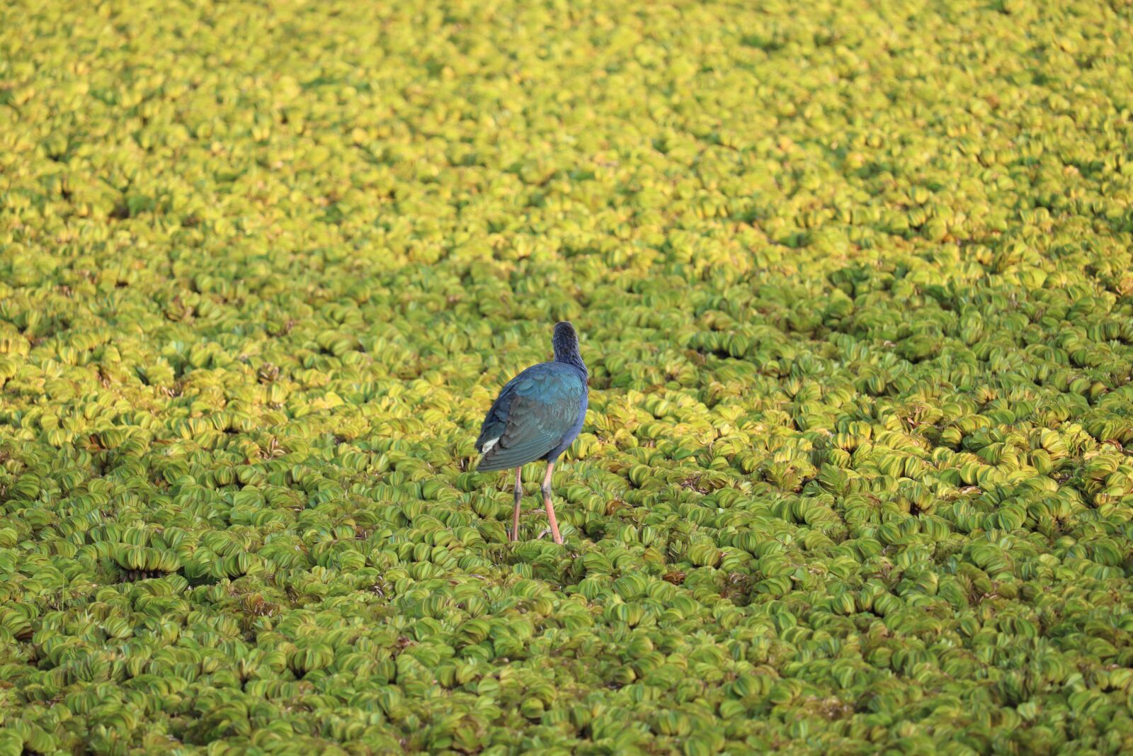 Canon EOS 250D (EOS Rebel SL3 / EOS Kiss X10 / EOS 200D II) sample photo. Bird, nature, water photography