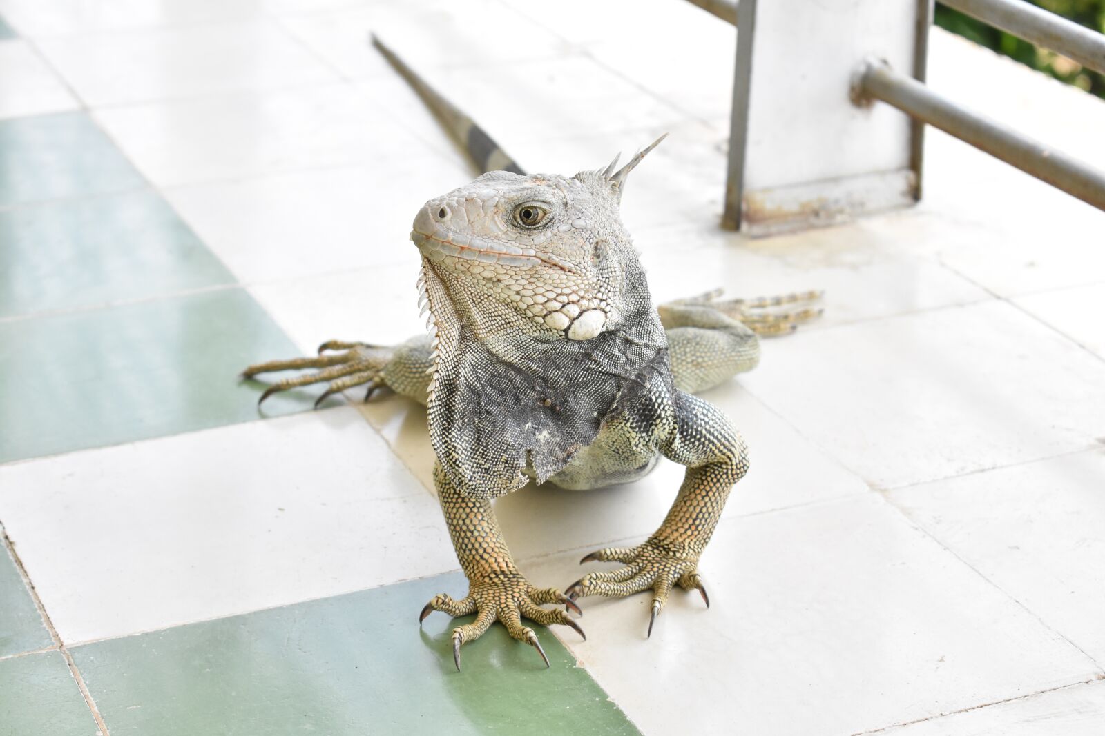 Nikon D3400 sample photo. Iguana, fauna, colombia photography