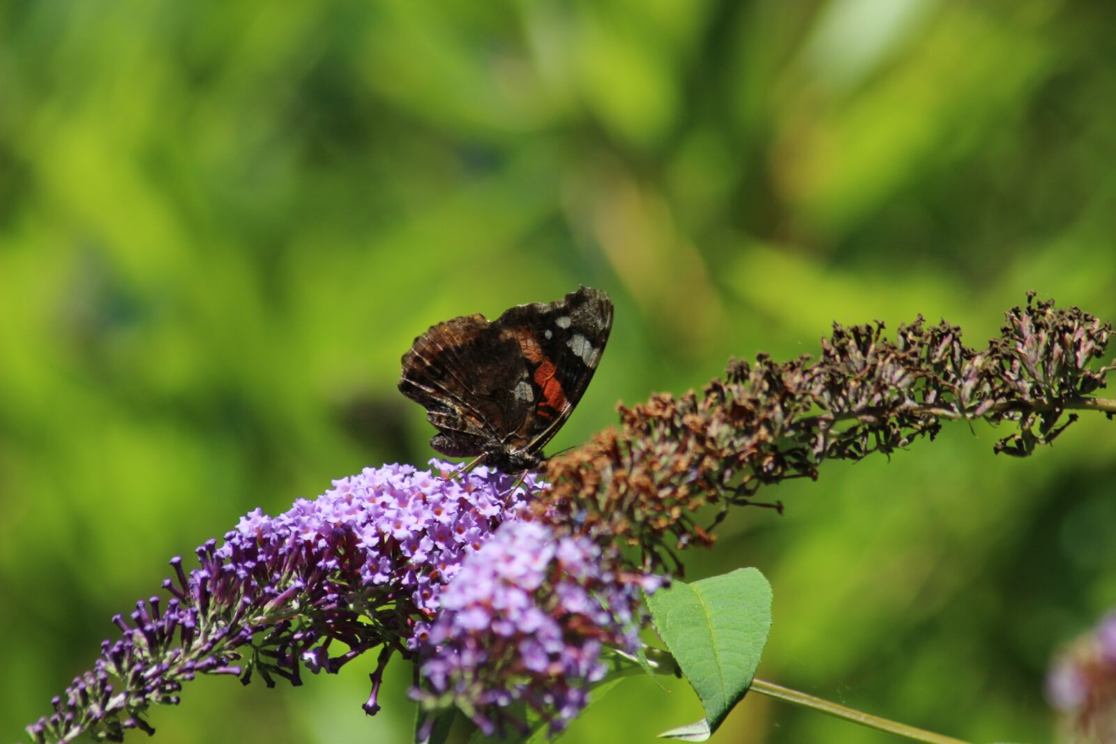 Canon EOS 100D (EOS Rebel SL1 / EOS Kiss X7) sample photo. Butterflies, flower, flower with photography