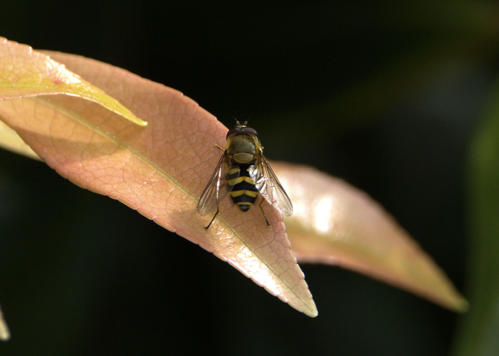 150-600mm F5-6.3 DG OS HSM | Contemporary 015 sample photo. Insect, fly, bug photography