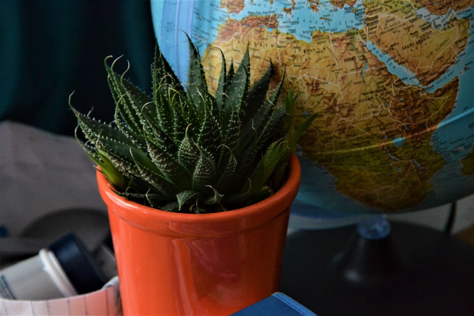 Nikon D3100 sample photo. Pot, plant, pot plant photography