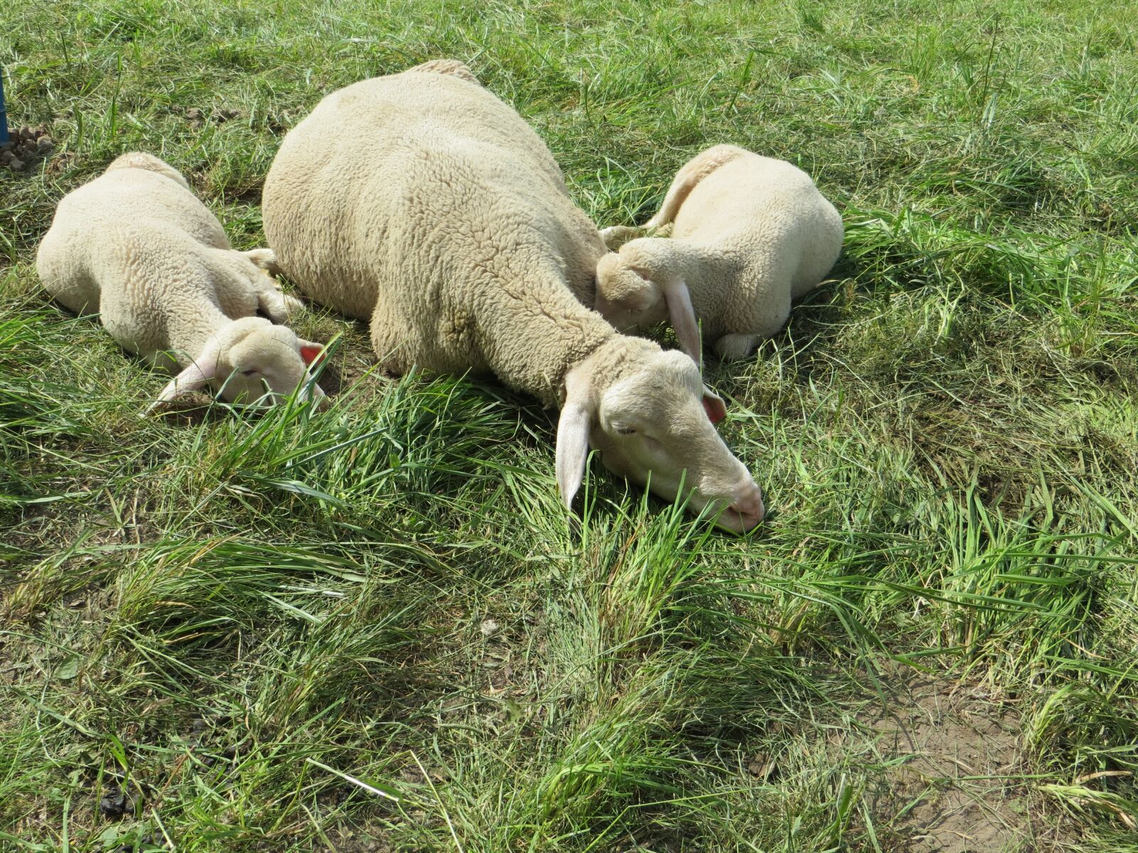 Canon PowerShot SX260 HS sample photo. Lambs, nature, summer photography