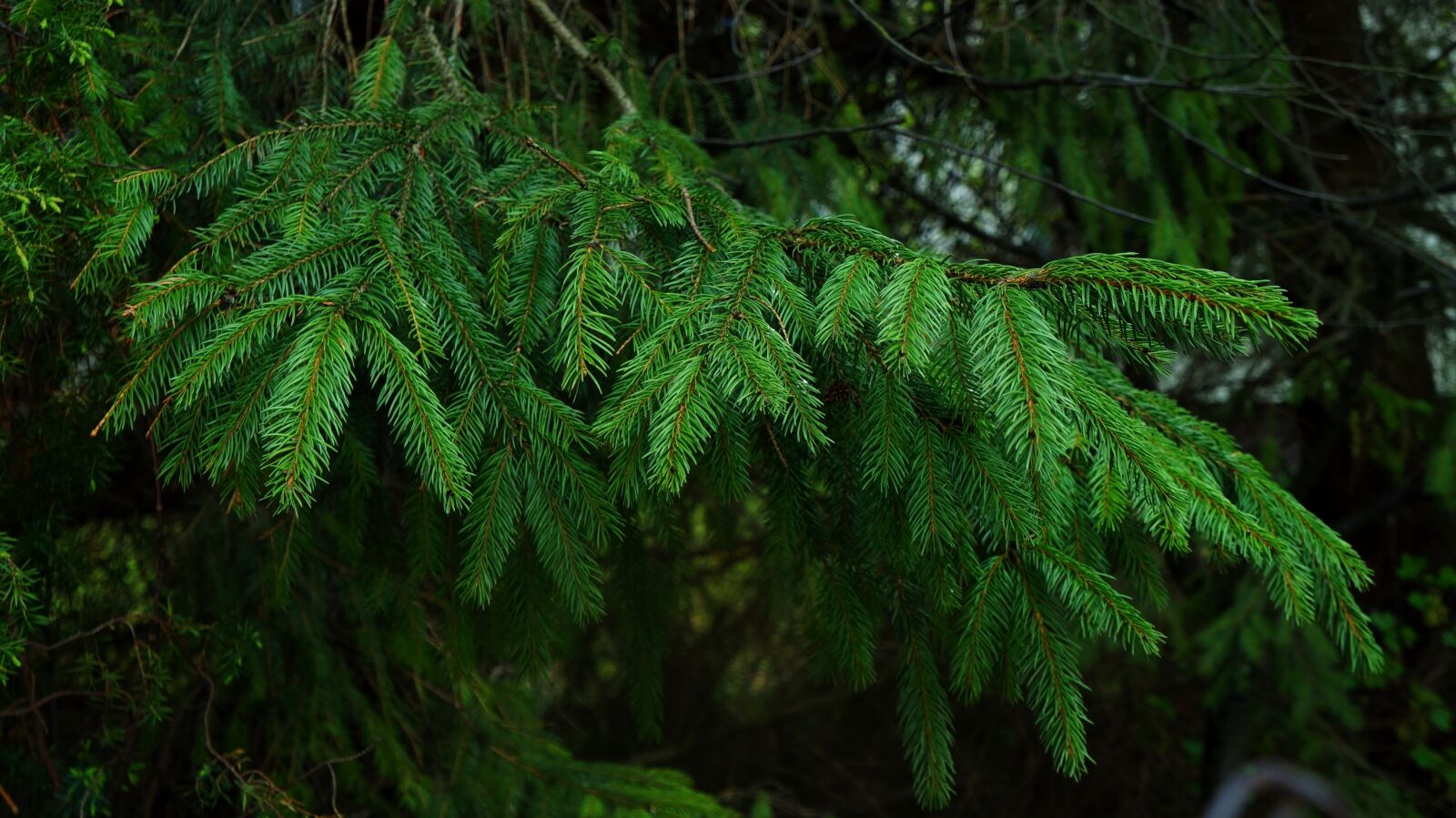 Sony Alpha a3000 + Sony E 18-55mm F3.5-5.6 OSS sample photo. Nature, plants, tree photography