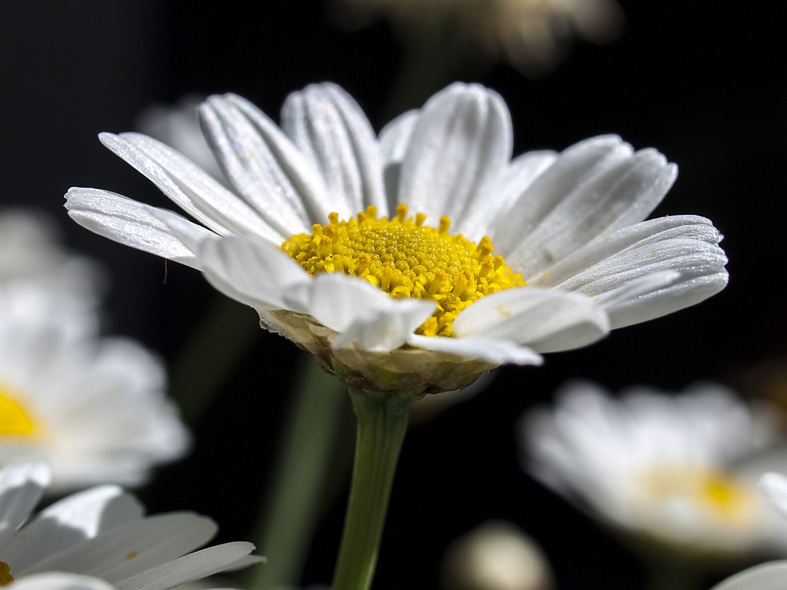 OLYMPUS 35mm Lens sample photo. Daisy, flower, blossom photography