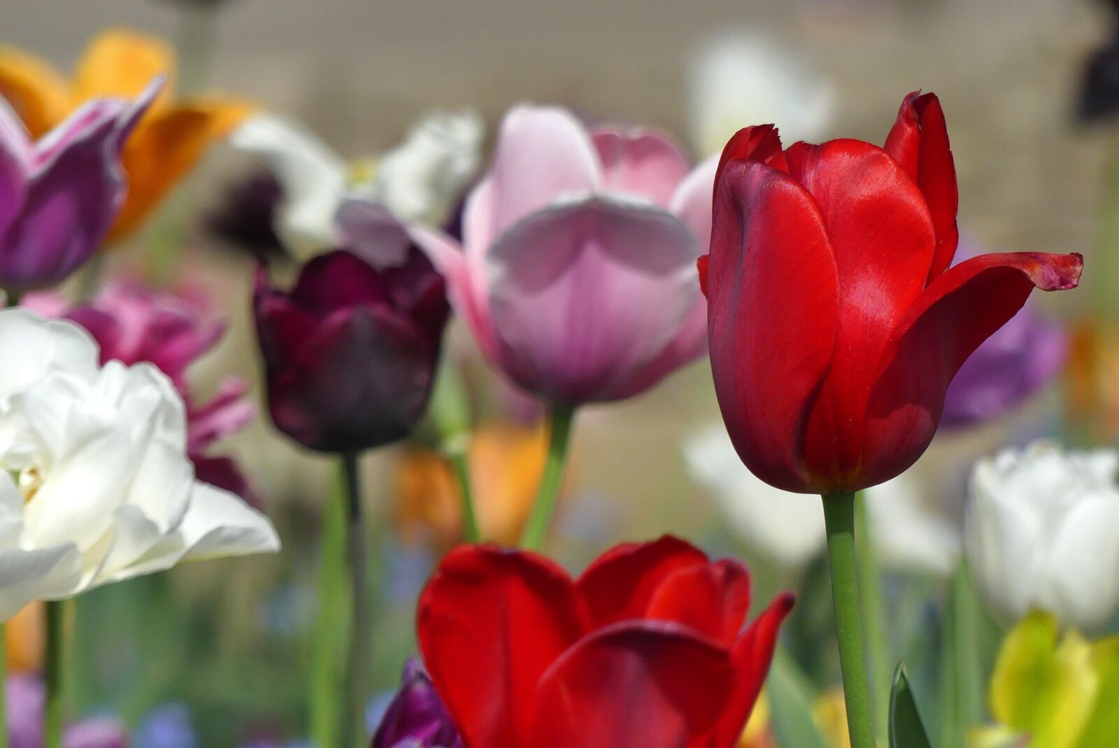 Panasonic Lumix DMC-FZ300 sample photo. Flower, nature, tulip photography