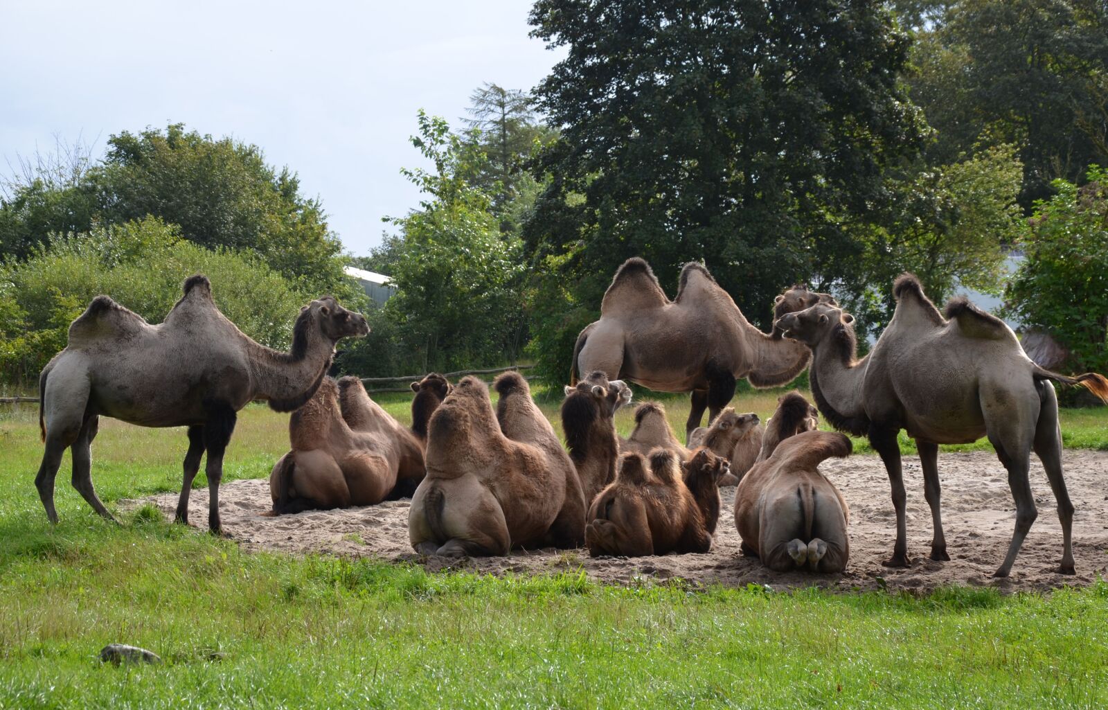 Nikon D5100 sample photo. Camels, zoo, safari photography