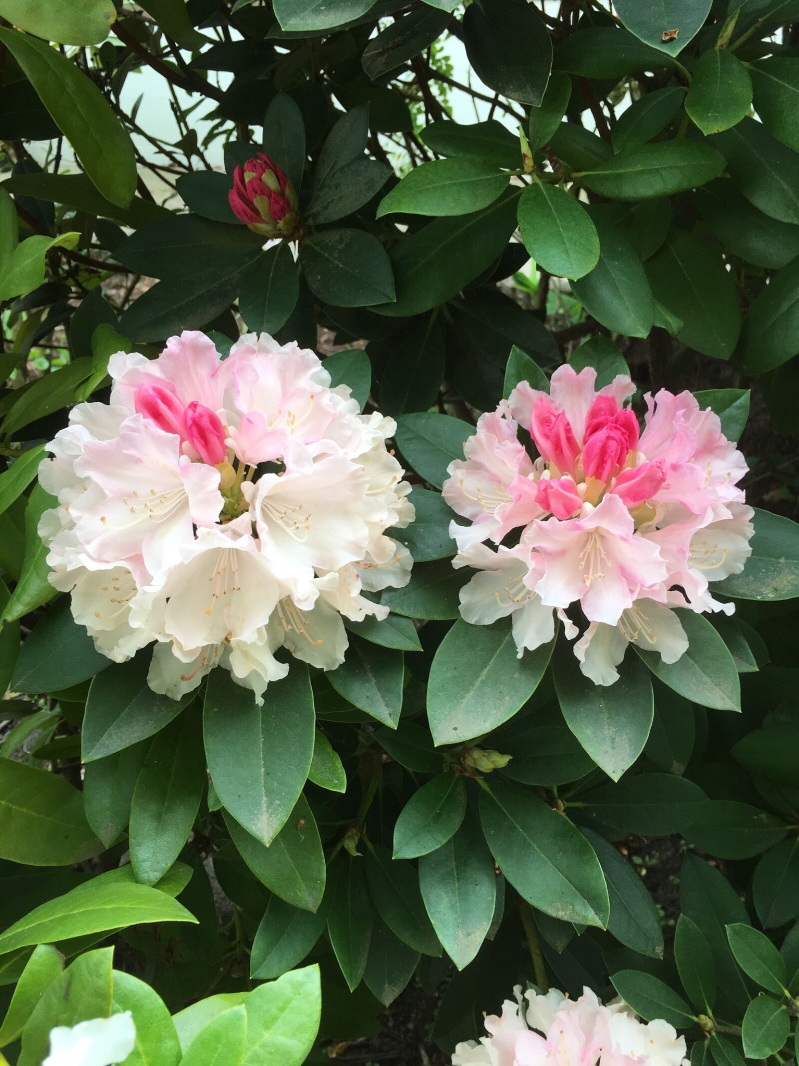Apple iPhone 6s sample photo. Nature, flower, spring photography