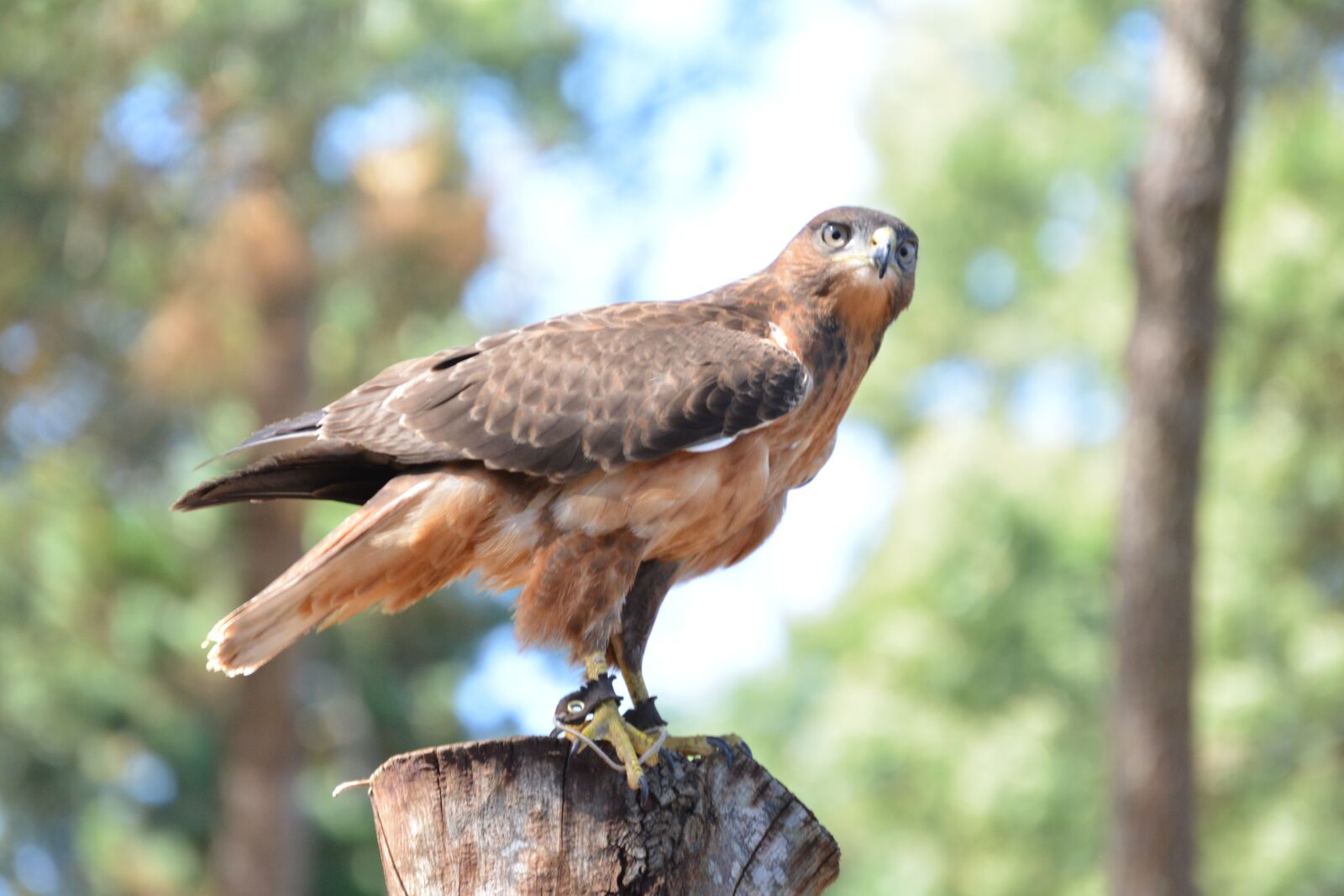 Nikon D5200 sample photo. Hawk, raptor, wild photography