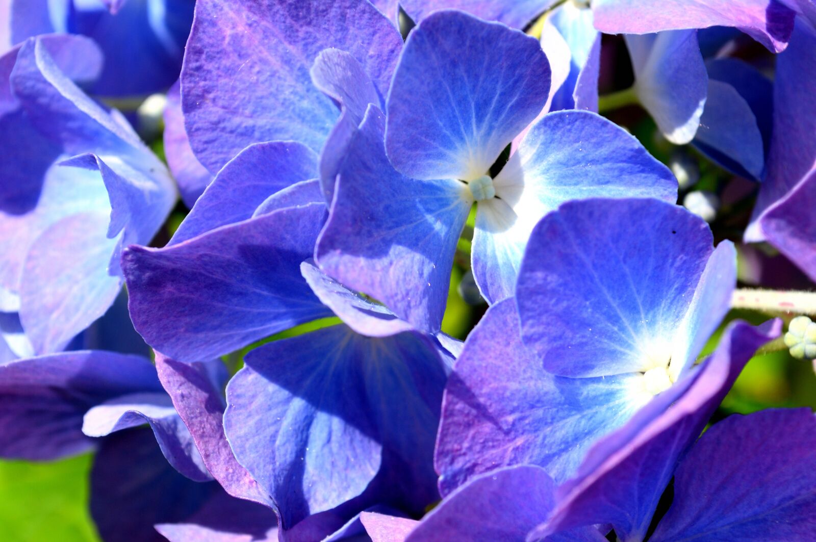 Nikon D5000 sample photo. Blue, hydrangea, flower photography