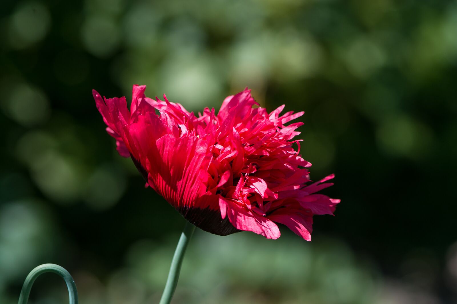 Nikon D7100 sample photo. Poppy, red, red poppy photography