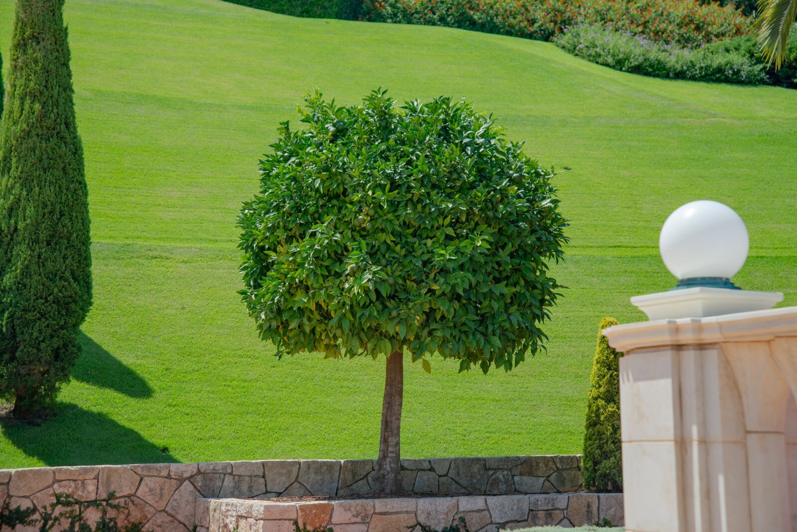 Nikon D800 sample photo. Tree, nature, green photography