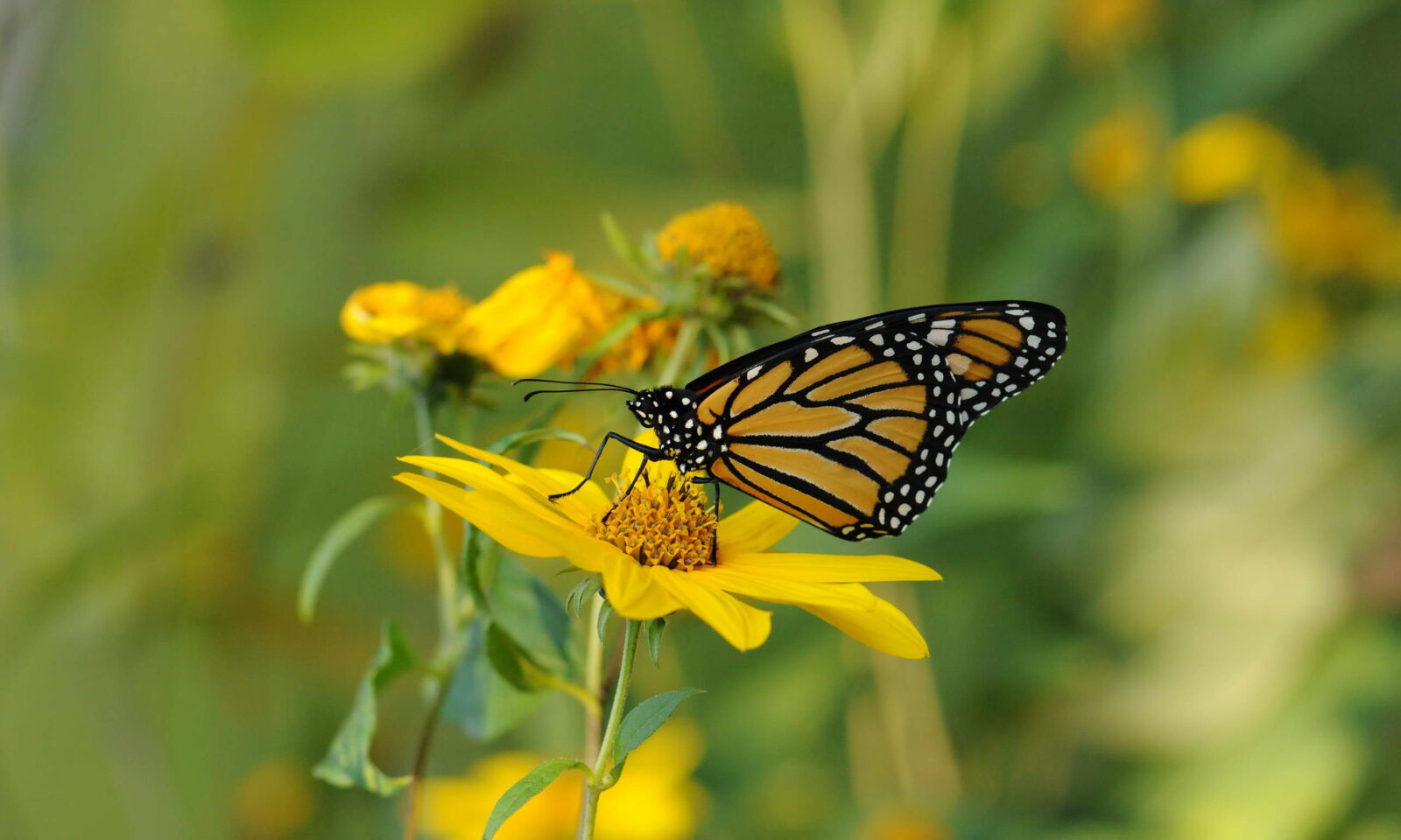 Nikon D300S + Nikon AF-S Micro-Nikkor 105mm F2.8G IF-ED VR sample photo. Insect, monarch, butterfly, yellow photography
