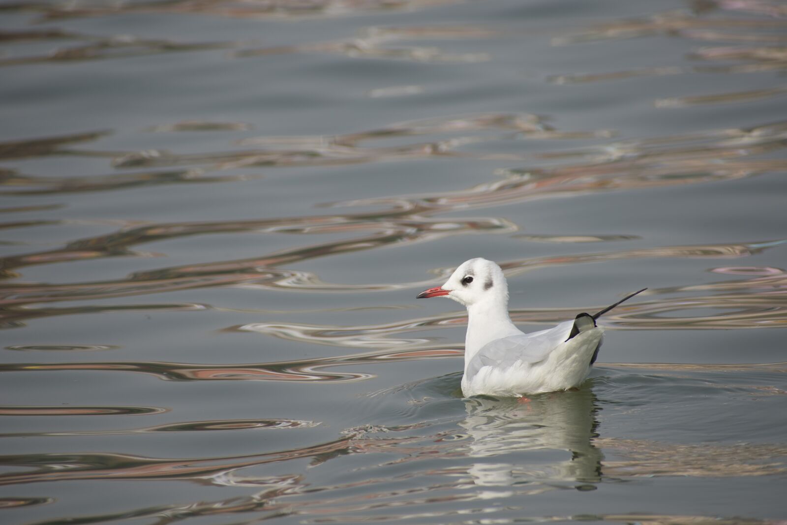Nikon D3400 sample photo. Bird, water, wildlife photography