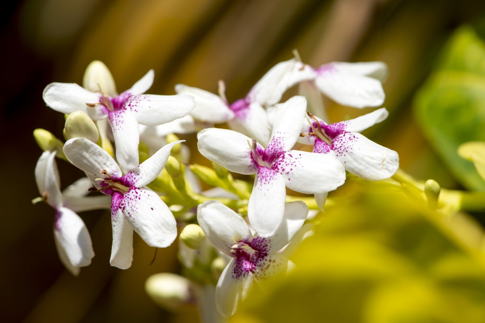 Nikon D4S sample photo. Flower, macro photography, miniature photography
