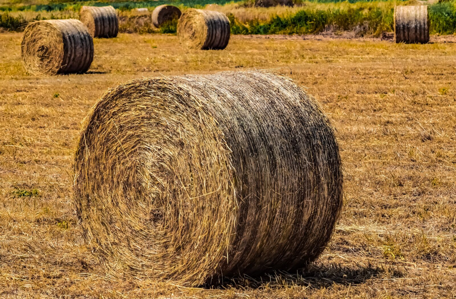 Nikon D3300 sample photo. Hay, agriculture, straw photography