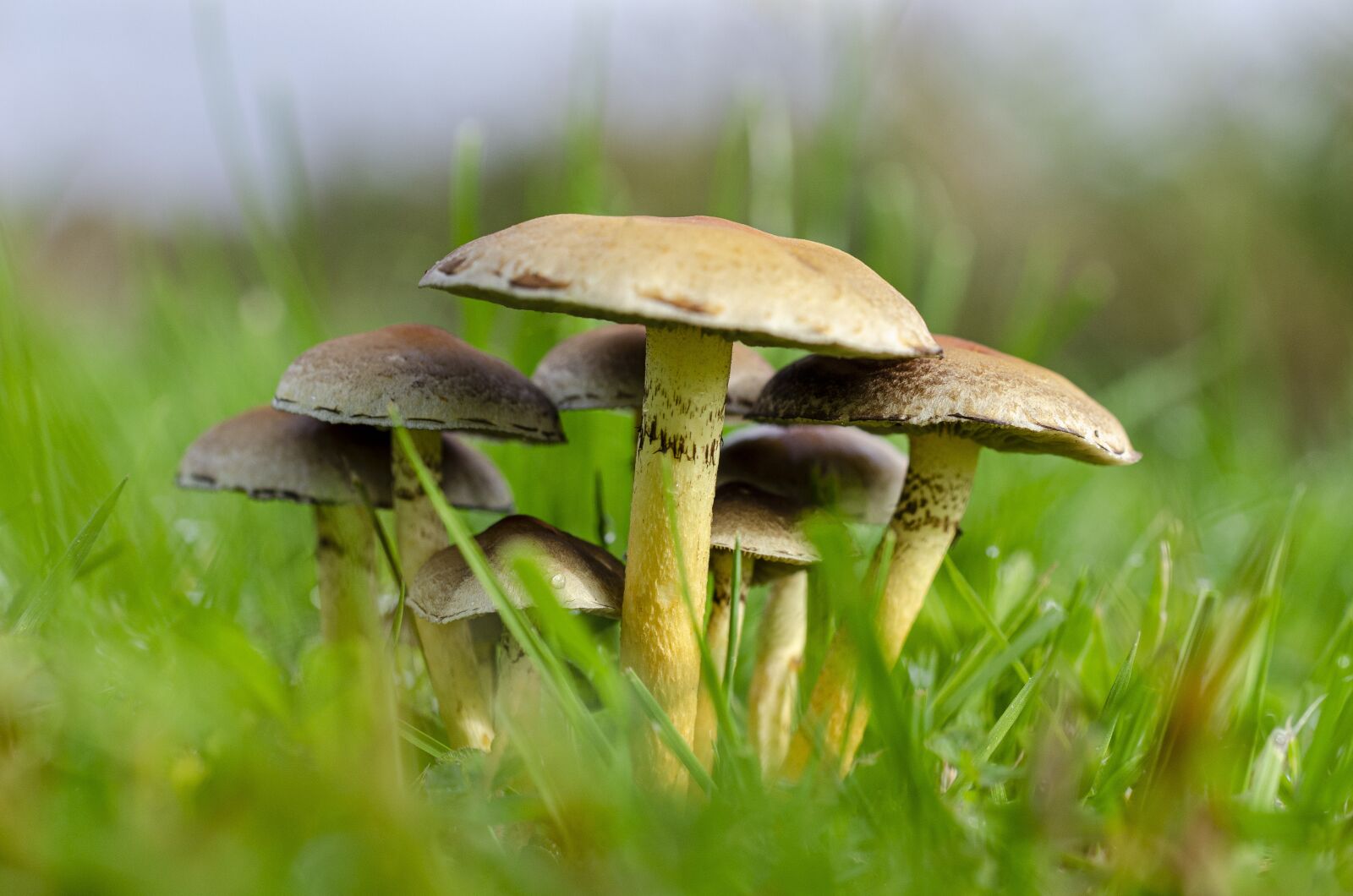 Nikon D7000 sample photo. Fungus, fall, leaf photography