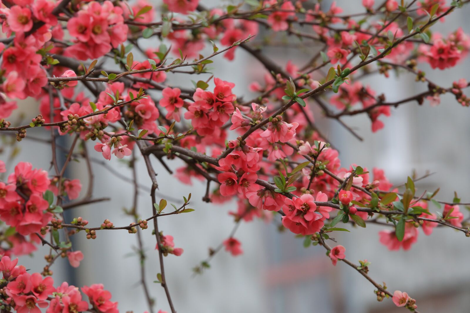 Canon EOS 5D Mark III sample photo. Flowers, pinkish, branches, twig photography