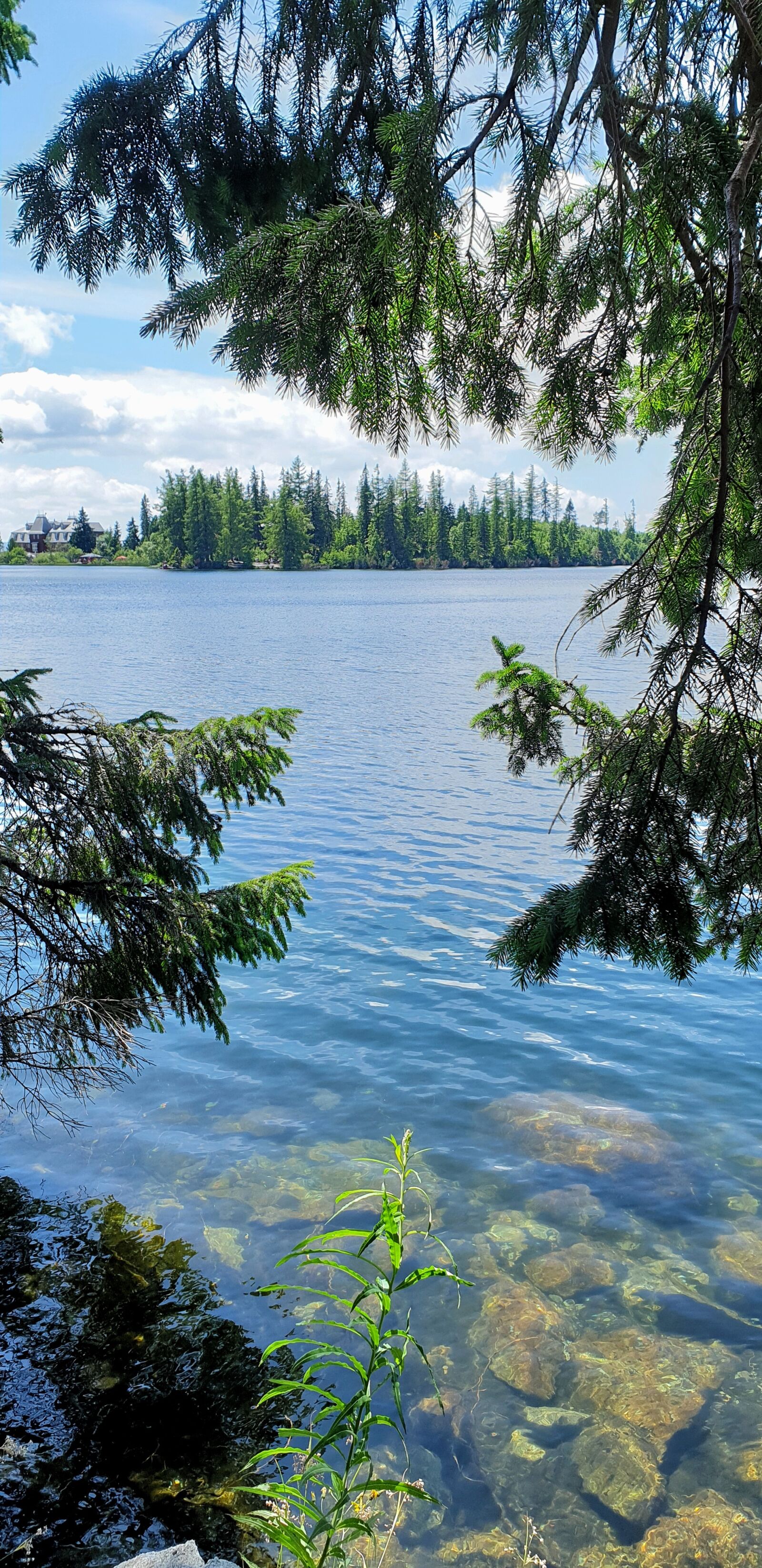 Samsung Galaxy S9+ sample photo. Lake, summer, tree photography