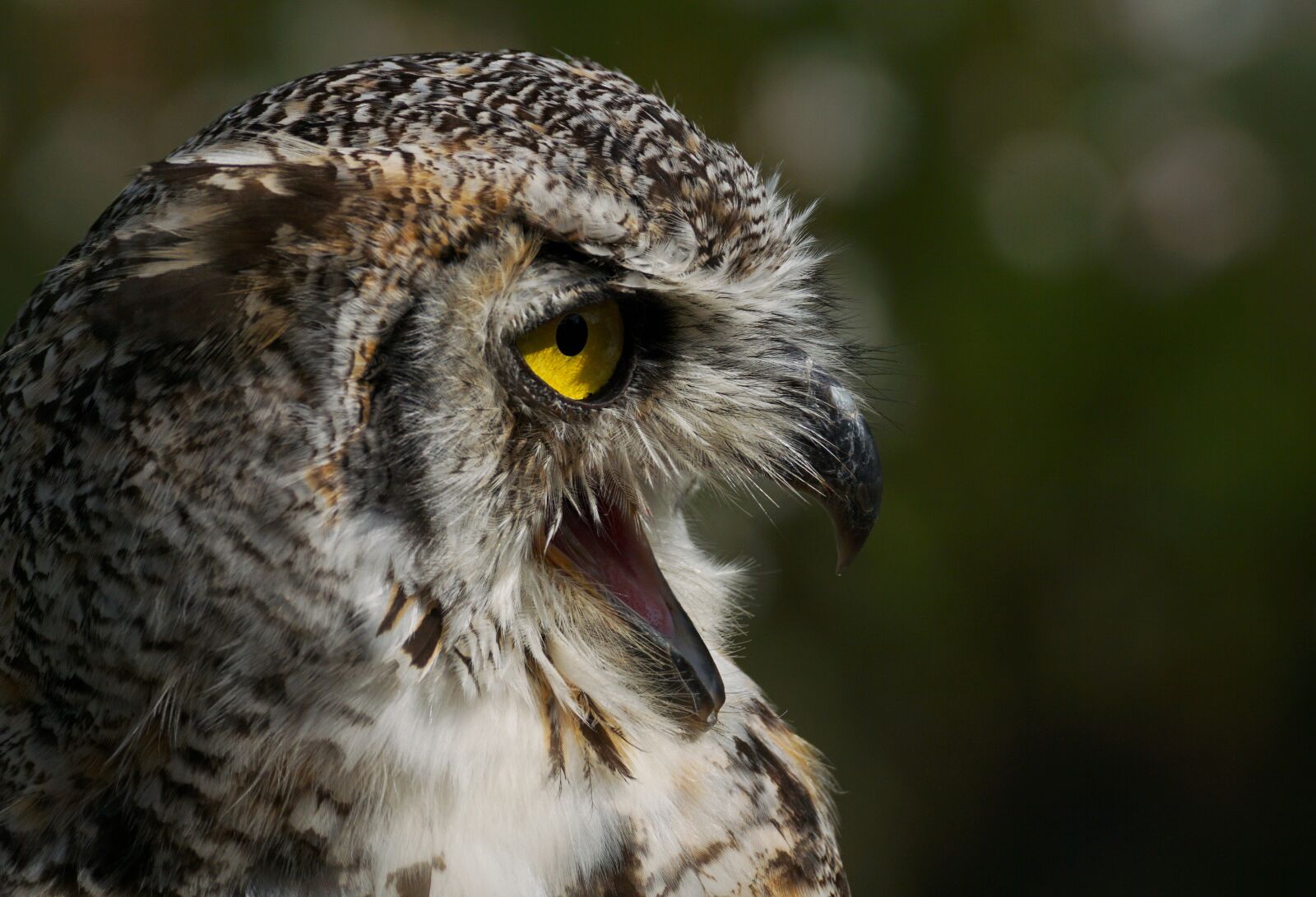 Sony DT 55-300mm F4.5-5.6 SAM sample photo. Eagle owl, owl, bird photography