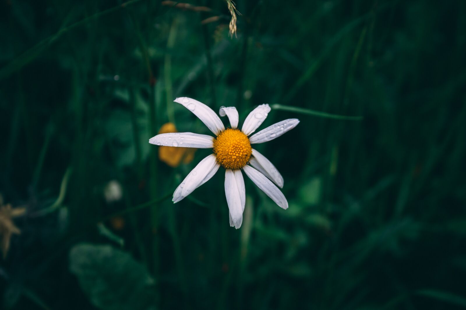 Canon EF-S 18-55mm F3.5-5.6 II sample photo. Daisy, flower, plant photography