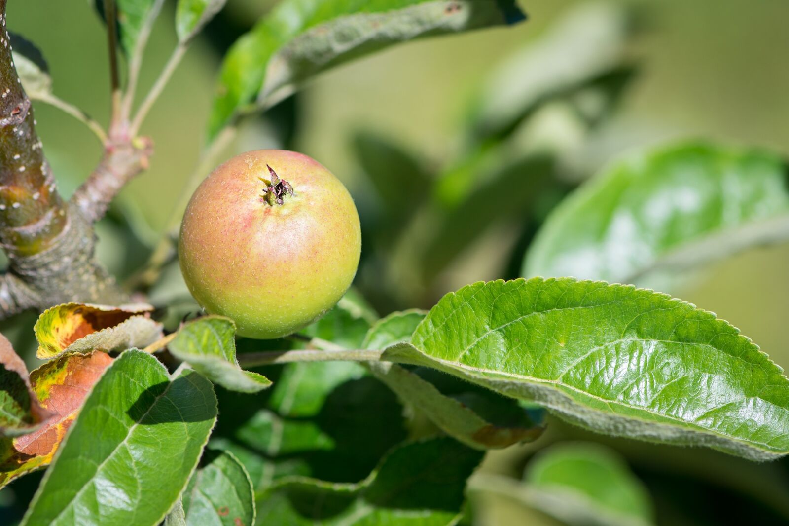 Nikon D7100 sample photo. Apple, apple tree, mature photography