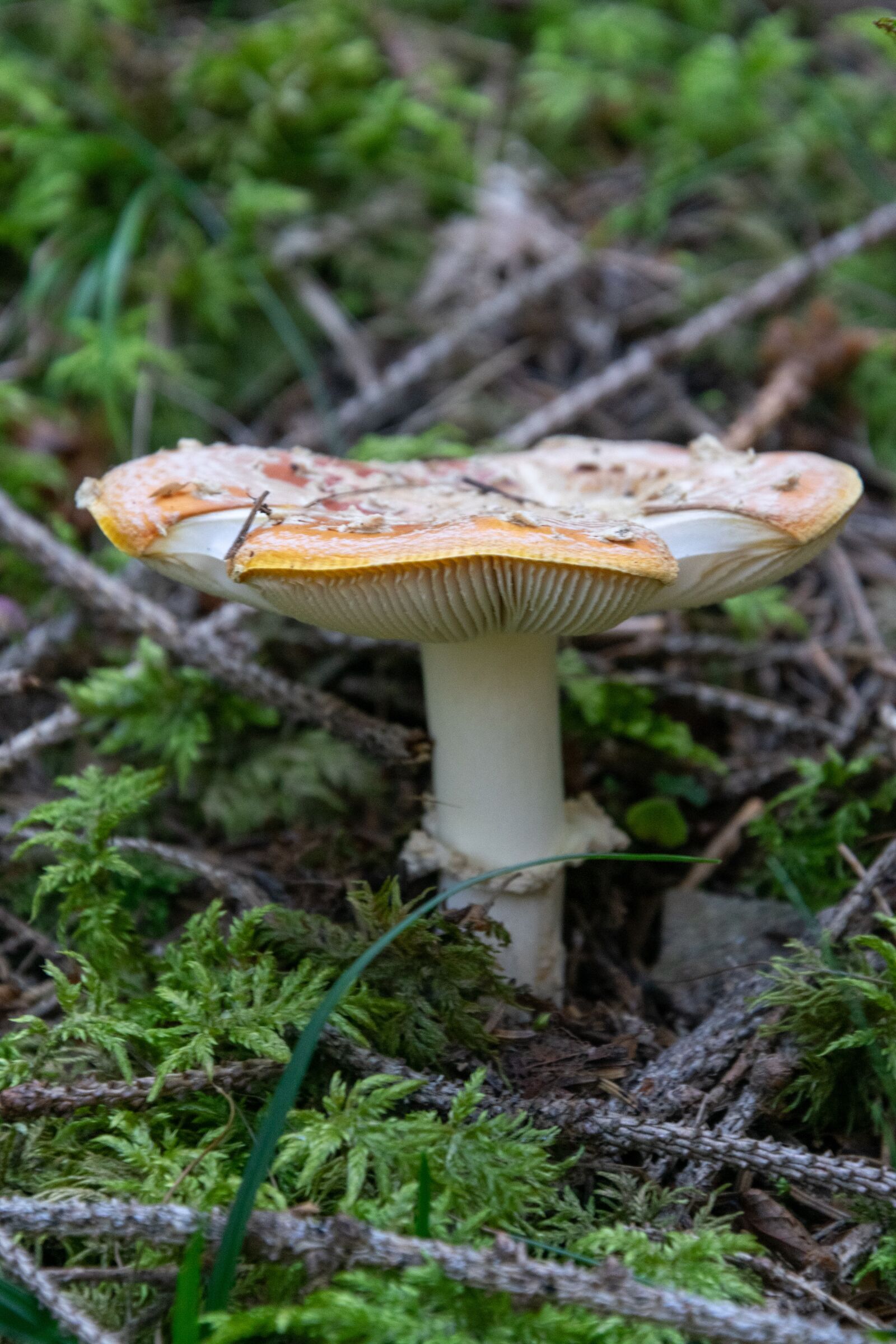 Nikon D3300 sample photo. Mushroom, forest, autumn photography
