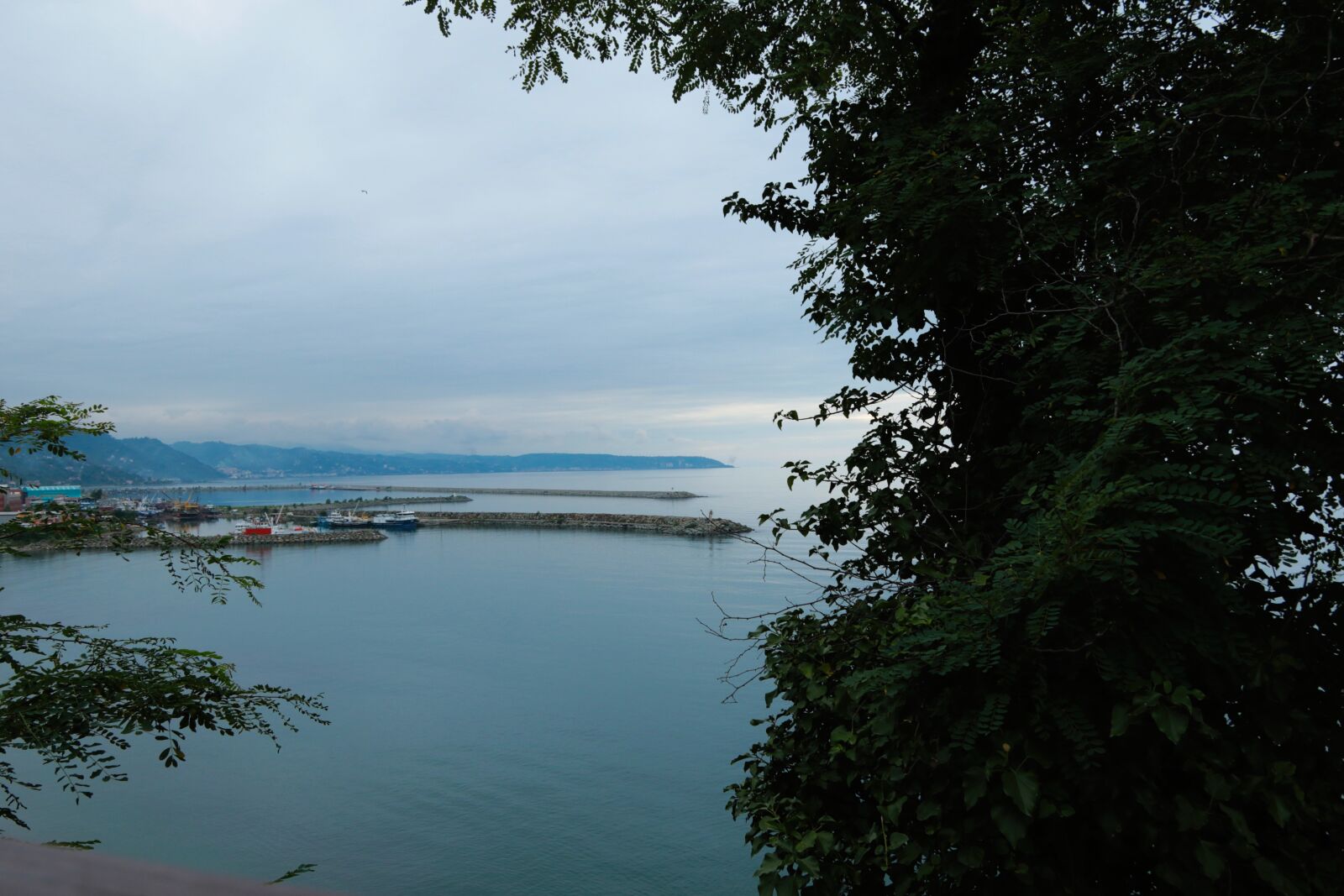Canon EOS 7D Mark II sample photo. Blackse, nature, backgound photography